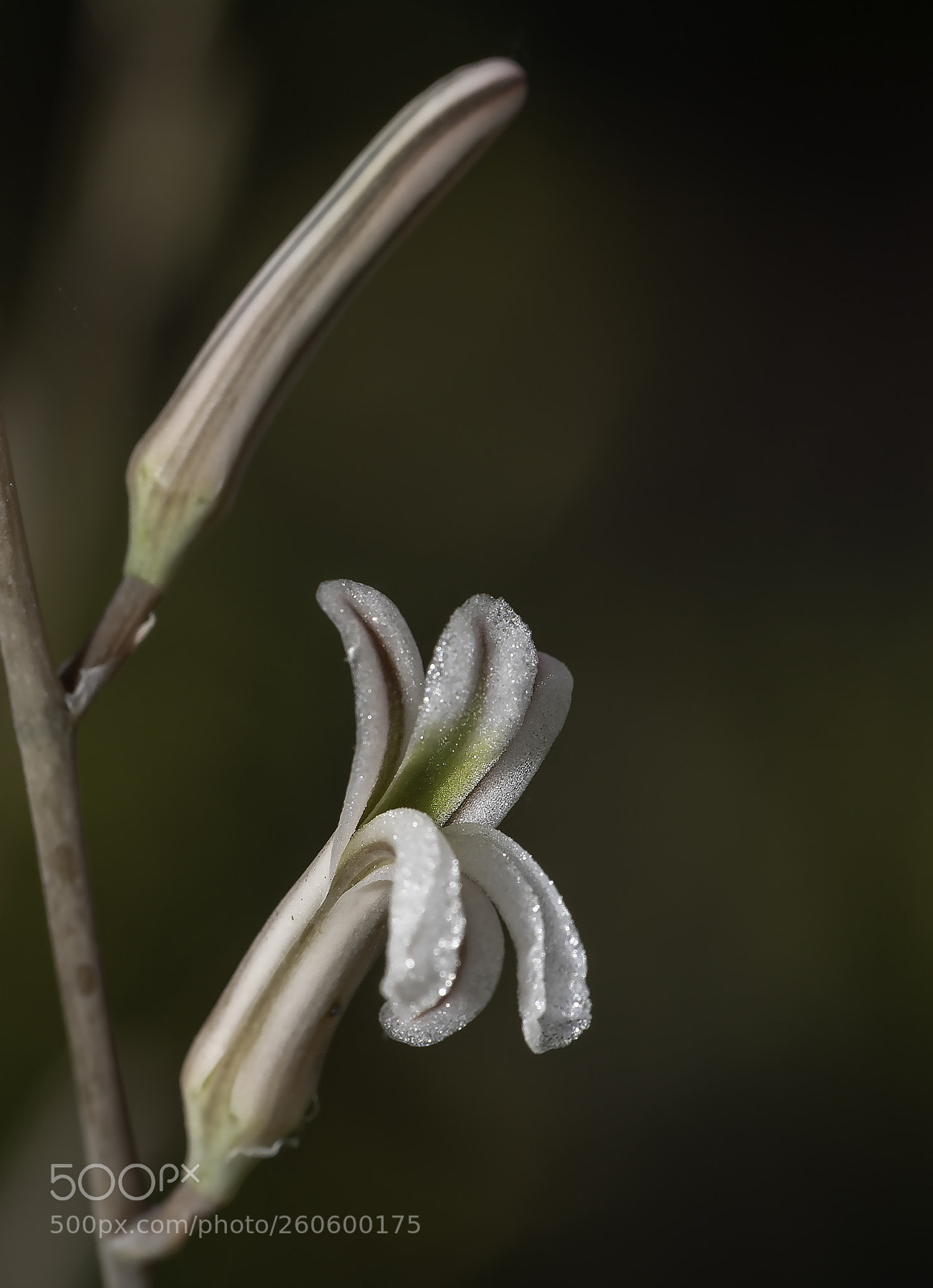 Canon EOS 5D Mark IV sample photo. Cactus flower photography