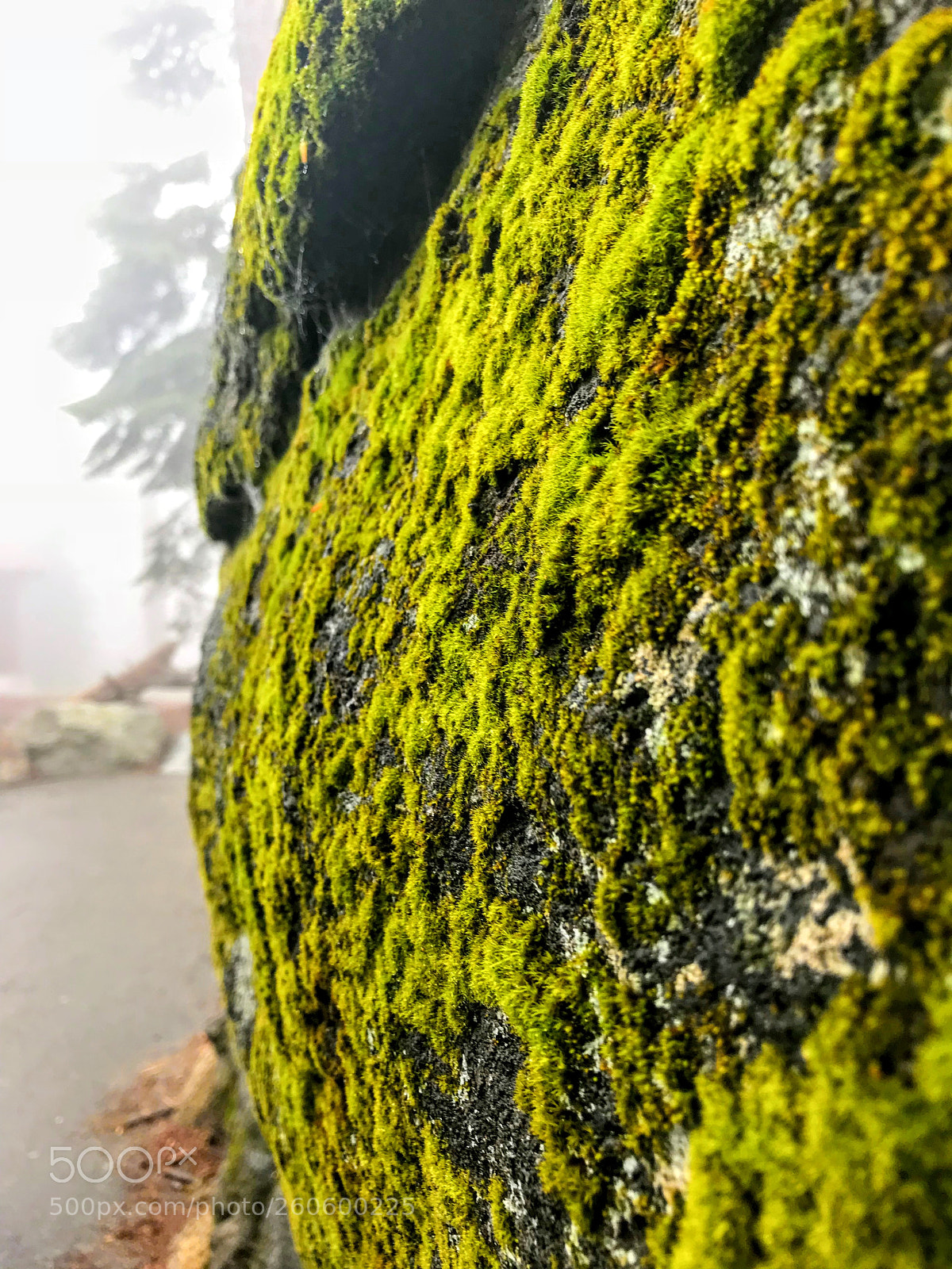 Apple iPhone 7 Plus sample photo. Greens photography