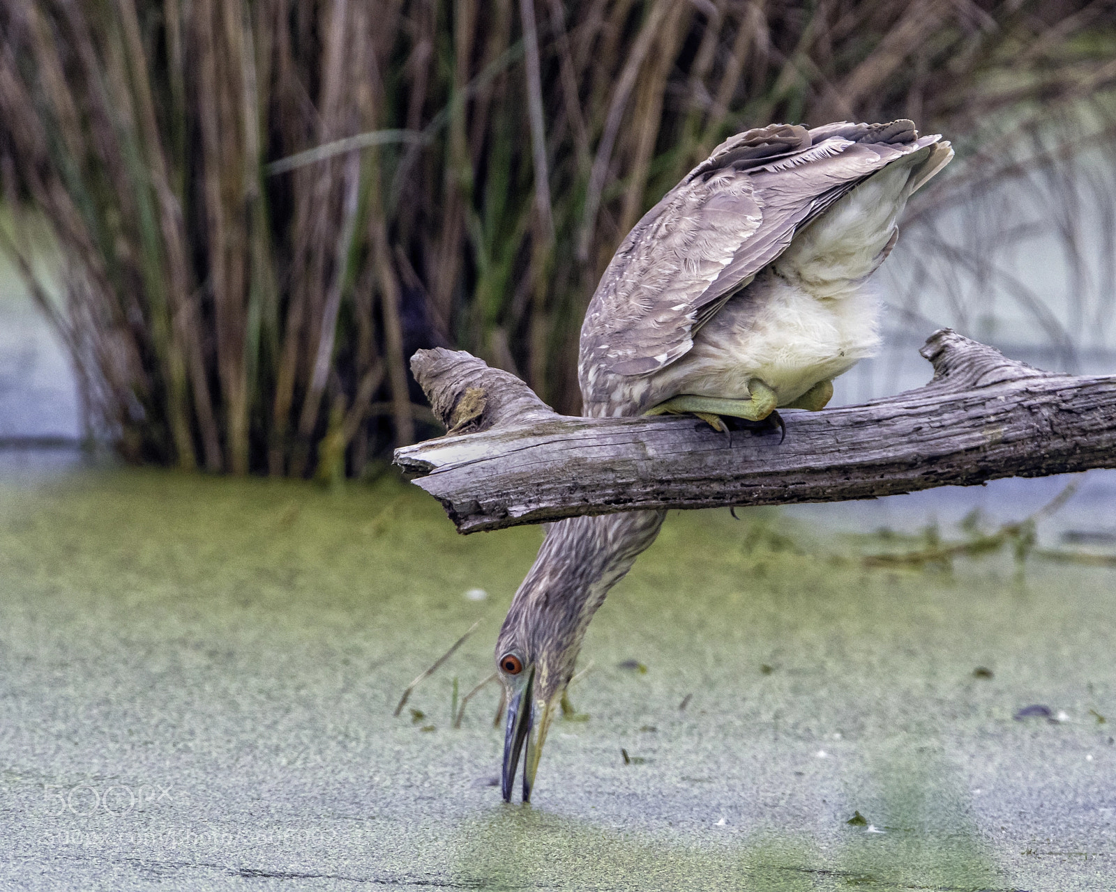 Nikon D500 sample photo. Juvenile black-crowned night heron photography