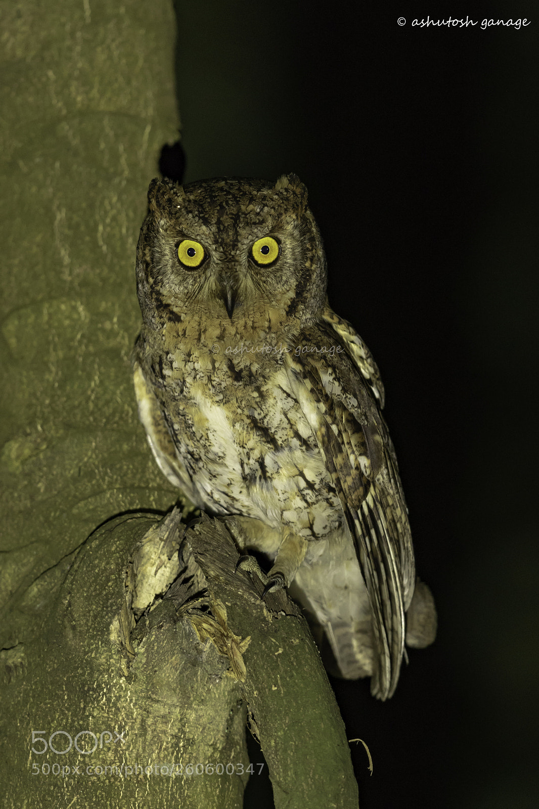 Canon EOS 7D Mark II sample photo. Oriental scops owl photography