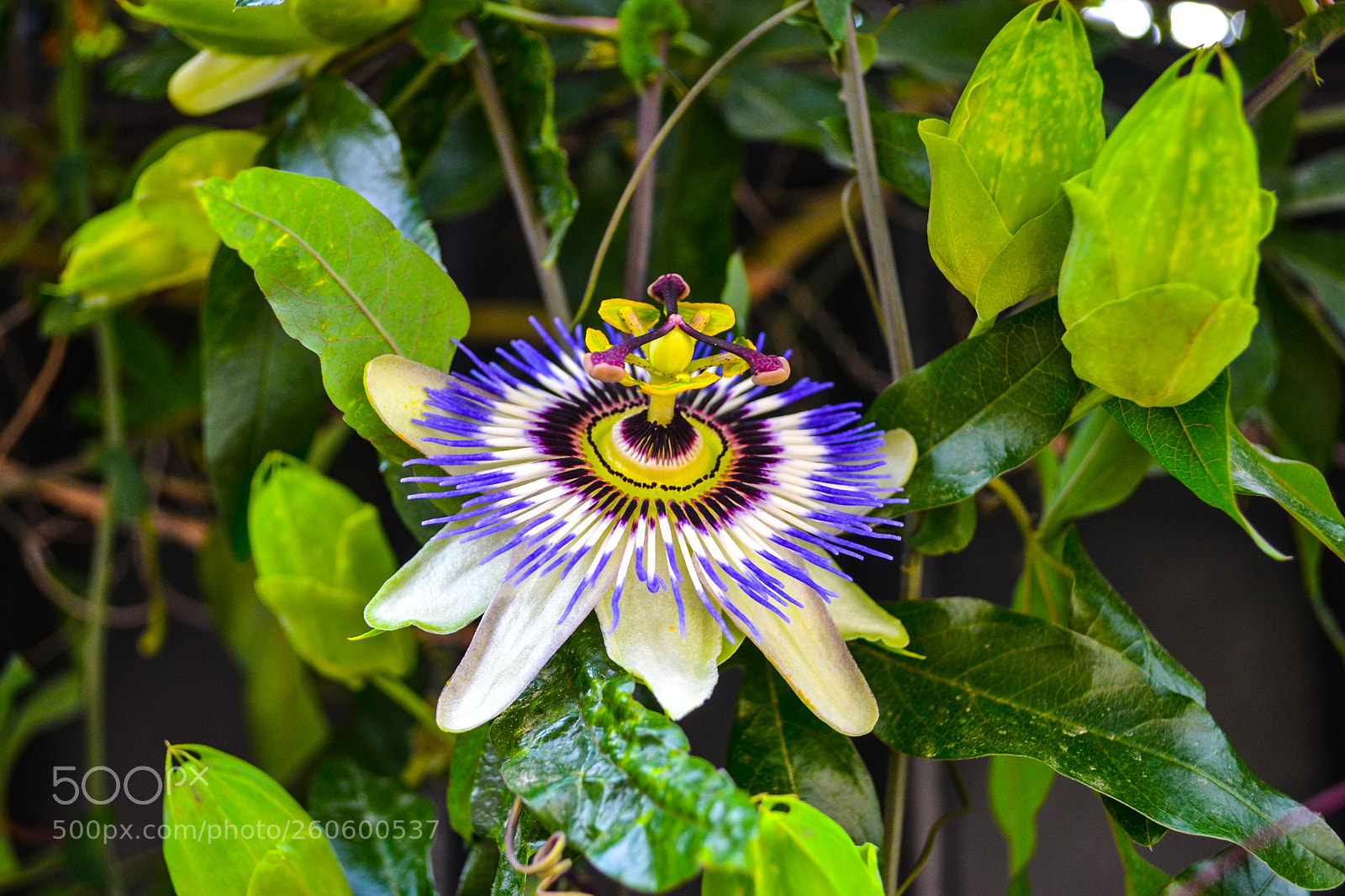 Nikon D3100 sample photo. Amazing flower photography