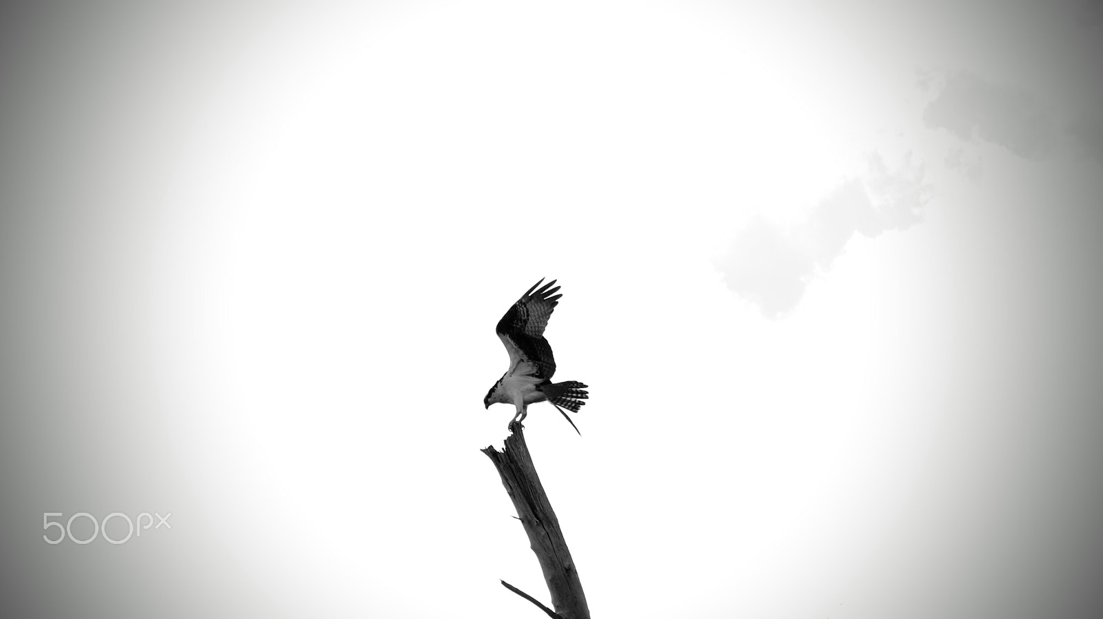Sony E 18-55mm F3.5-5.6 OSS sample photo. Perching osprey photography