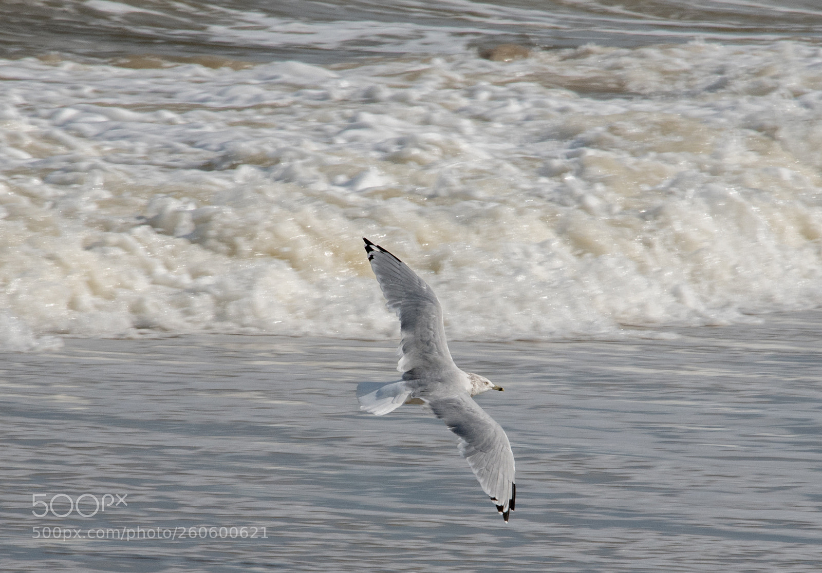 Nikon D750 sample photo. Flying seagull photography