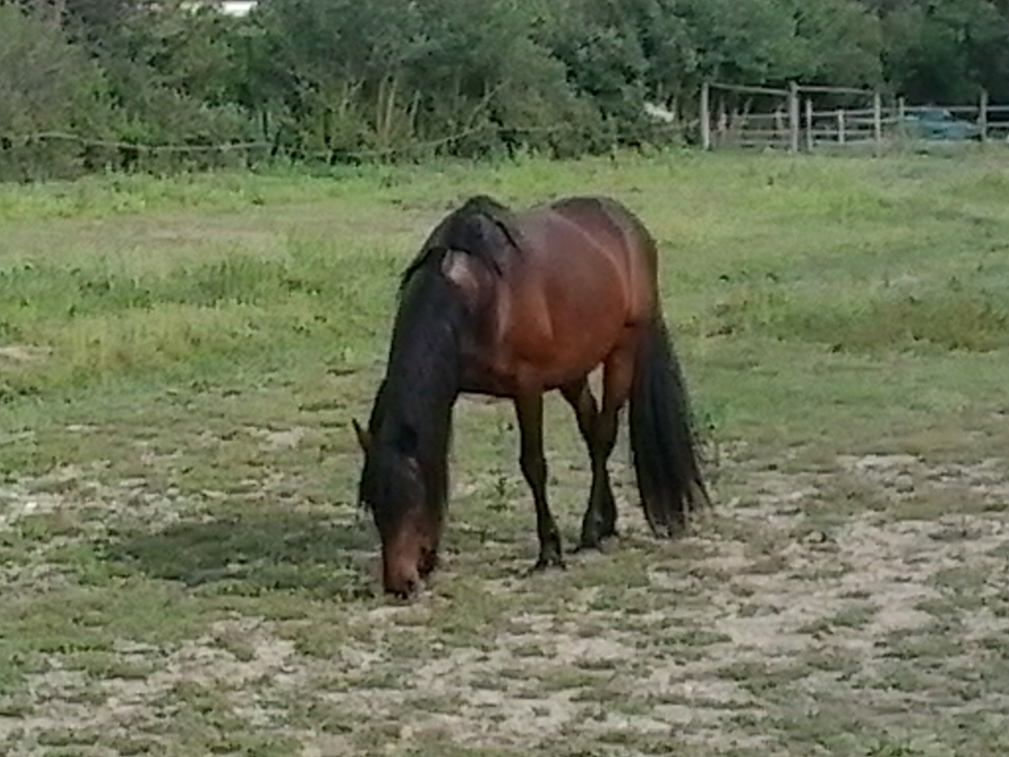 Samsung Galaxy Young sample photo