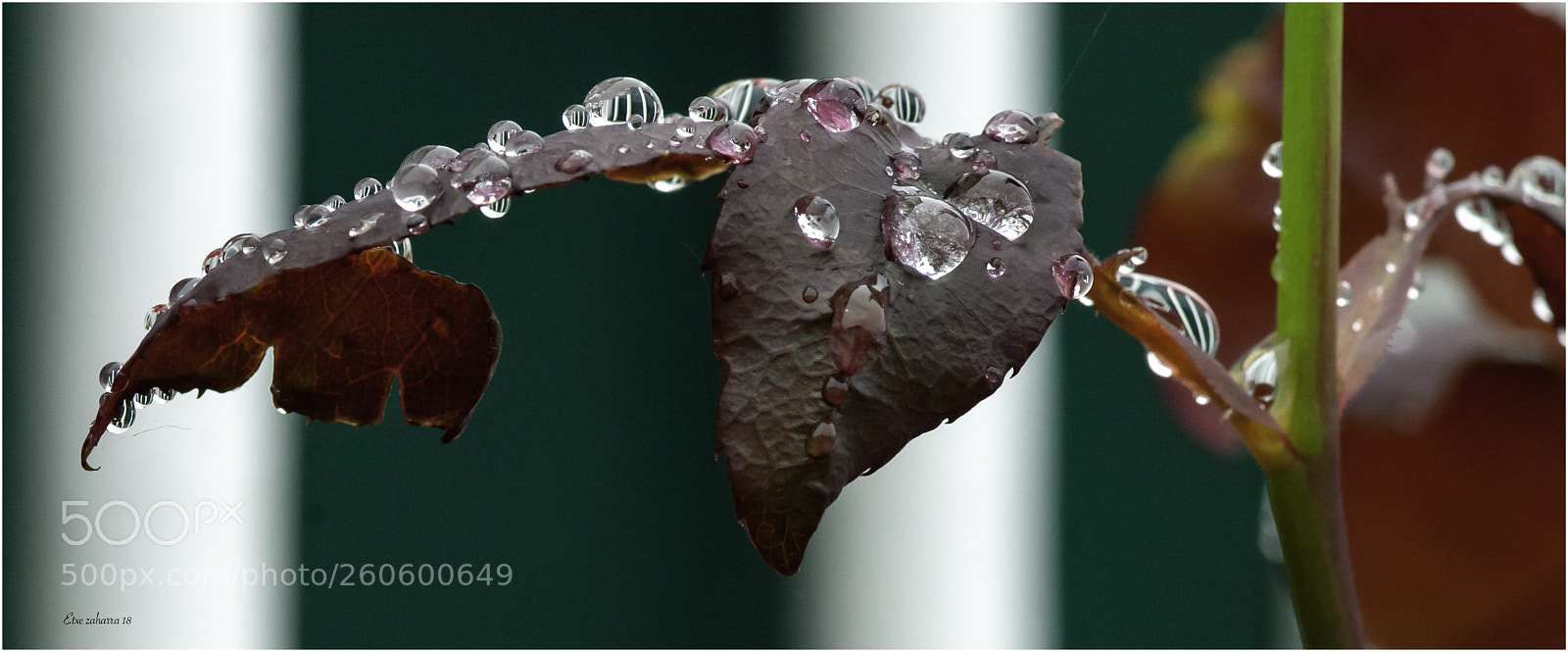 Nikon D300 sample photo. Acaba de llover ii photography