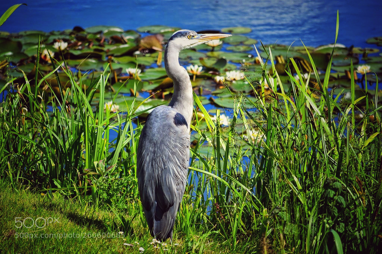 Nikon D3300 sample photo. Grey heron photography