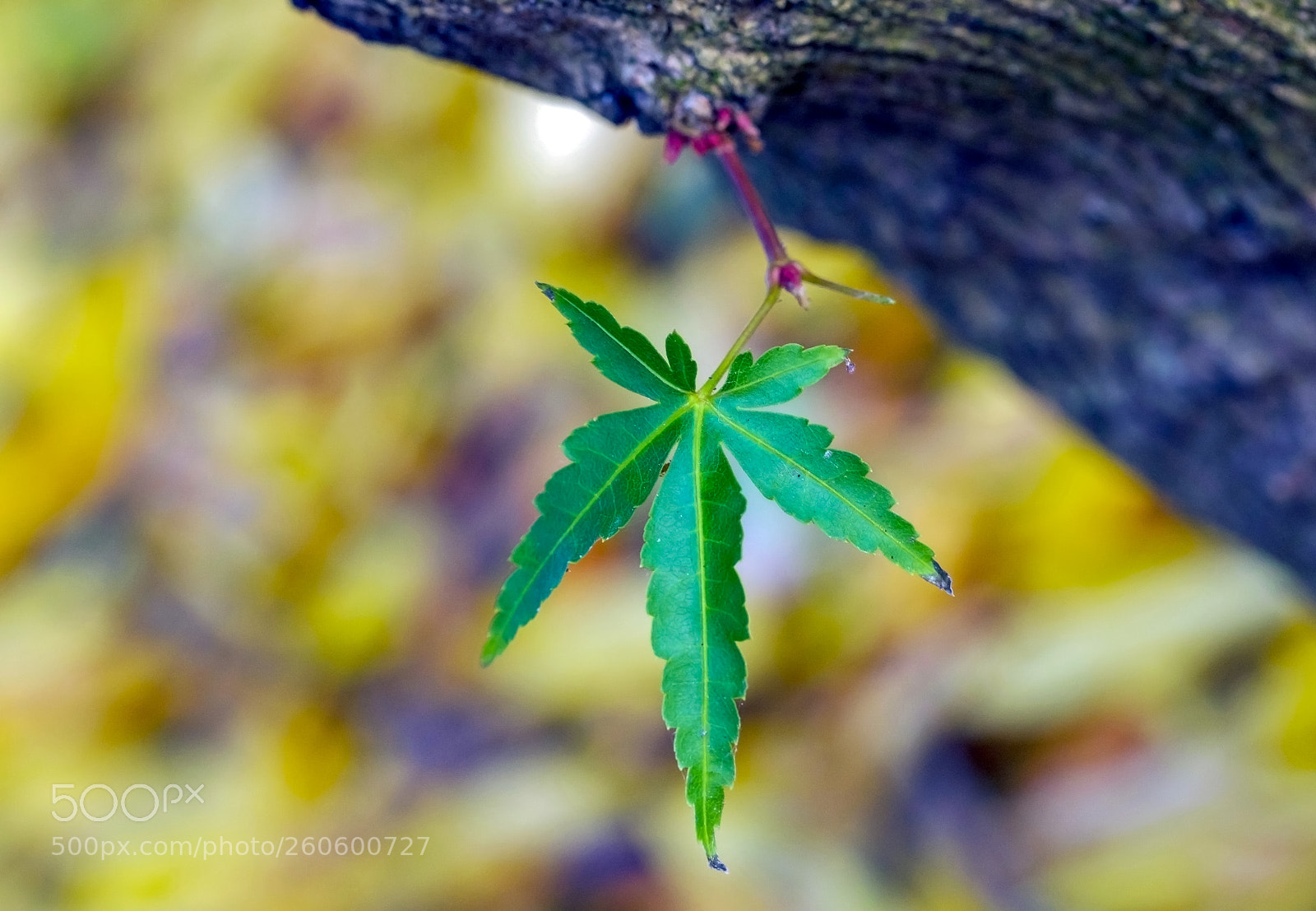 Canon EOS 5DS sample photo. The birth photography