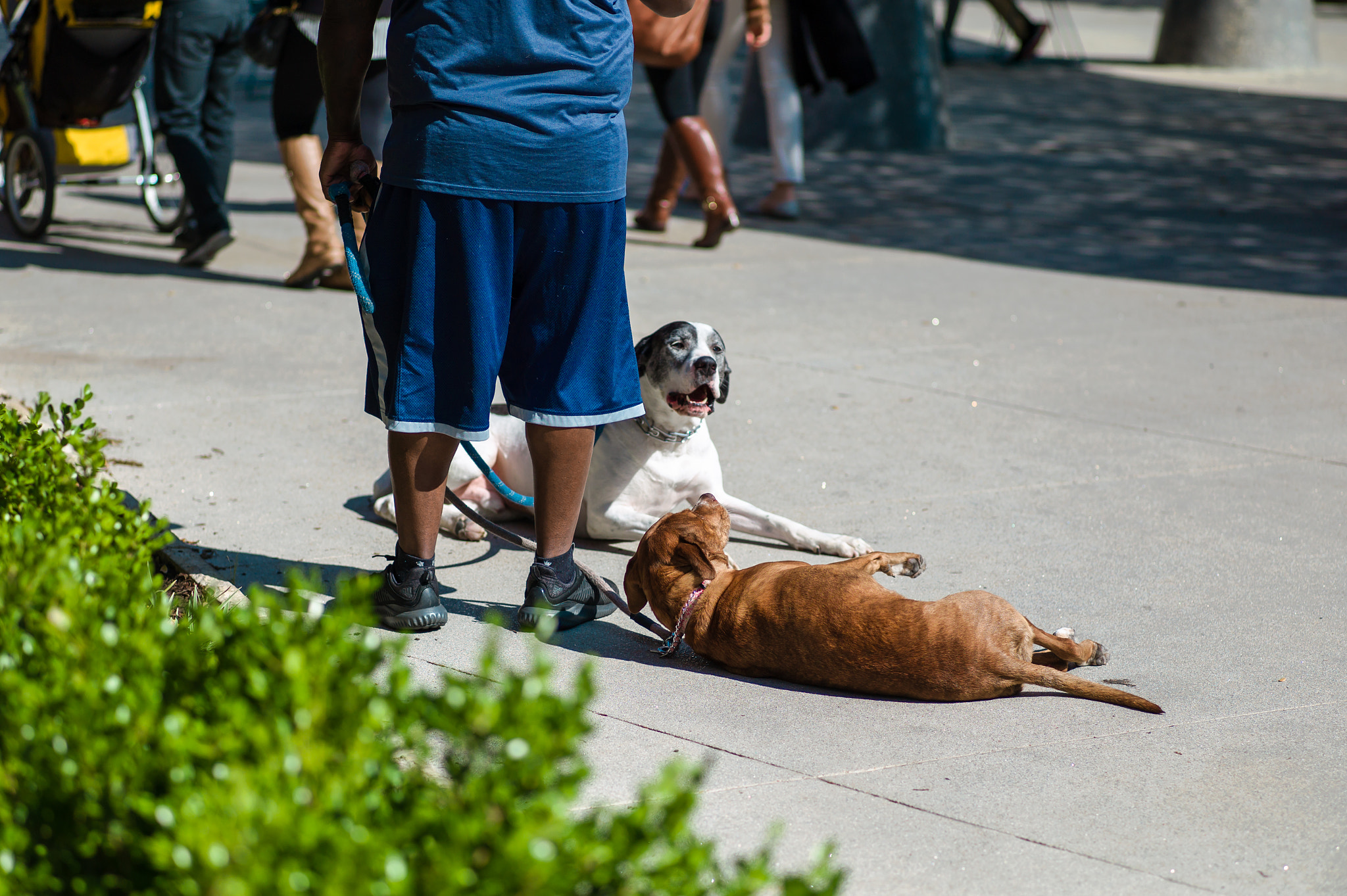 Leica M9 sample photo. Dogs photography