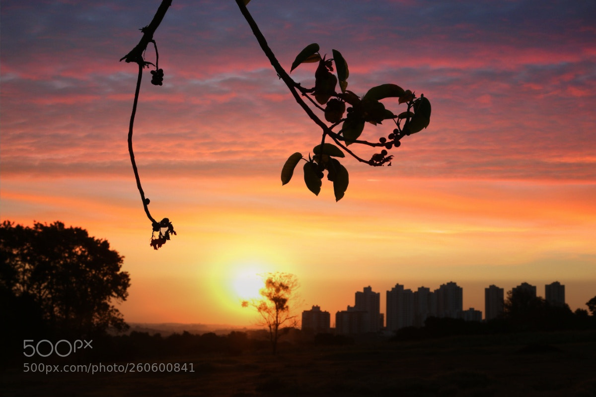 Canon EOS 70D sample photo. Pe photography