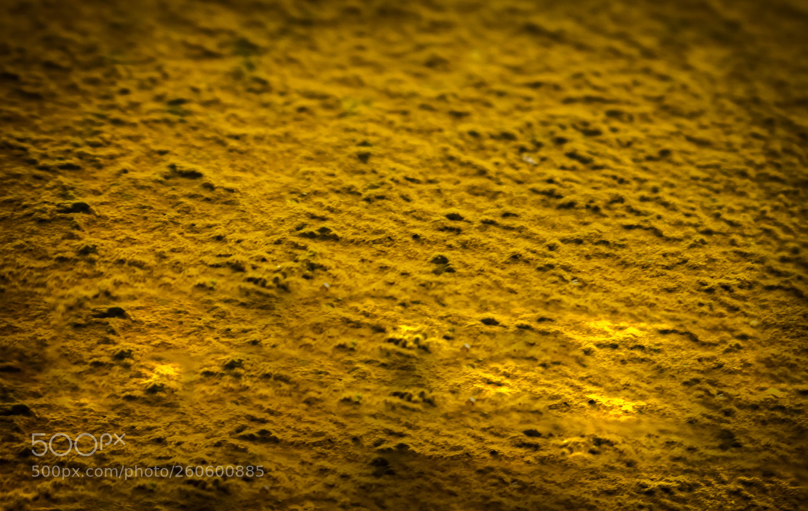 Canon EOS 650D (EOS Rebel T4i / EOS Kiss X6i) sample photo. Last stage of algae photography
