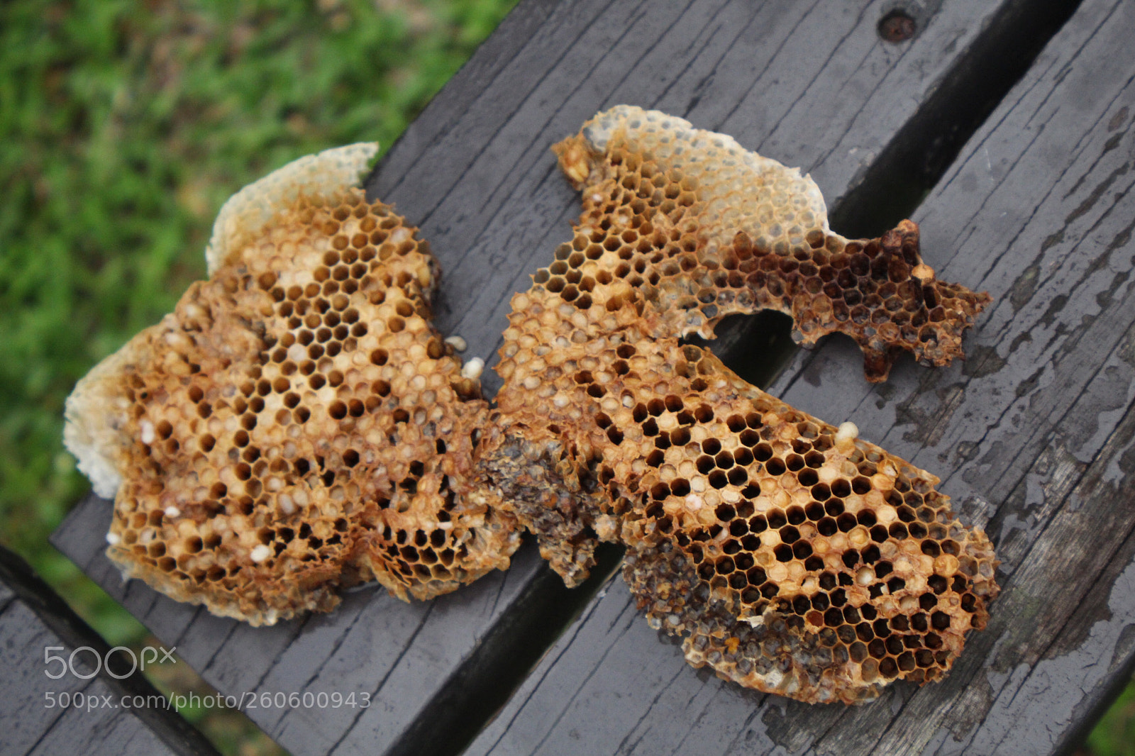 Canon EOS 1300D (EOS Rebel T6 / EOS Kiss X80) sample photo. Combed through the park photography