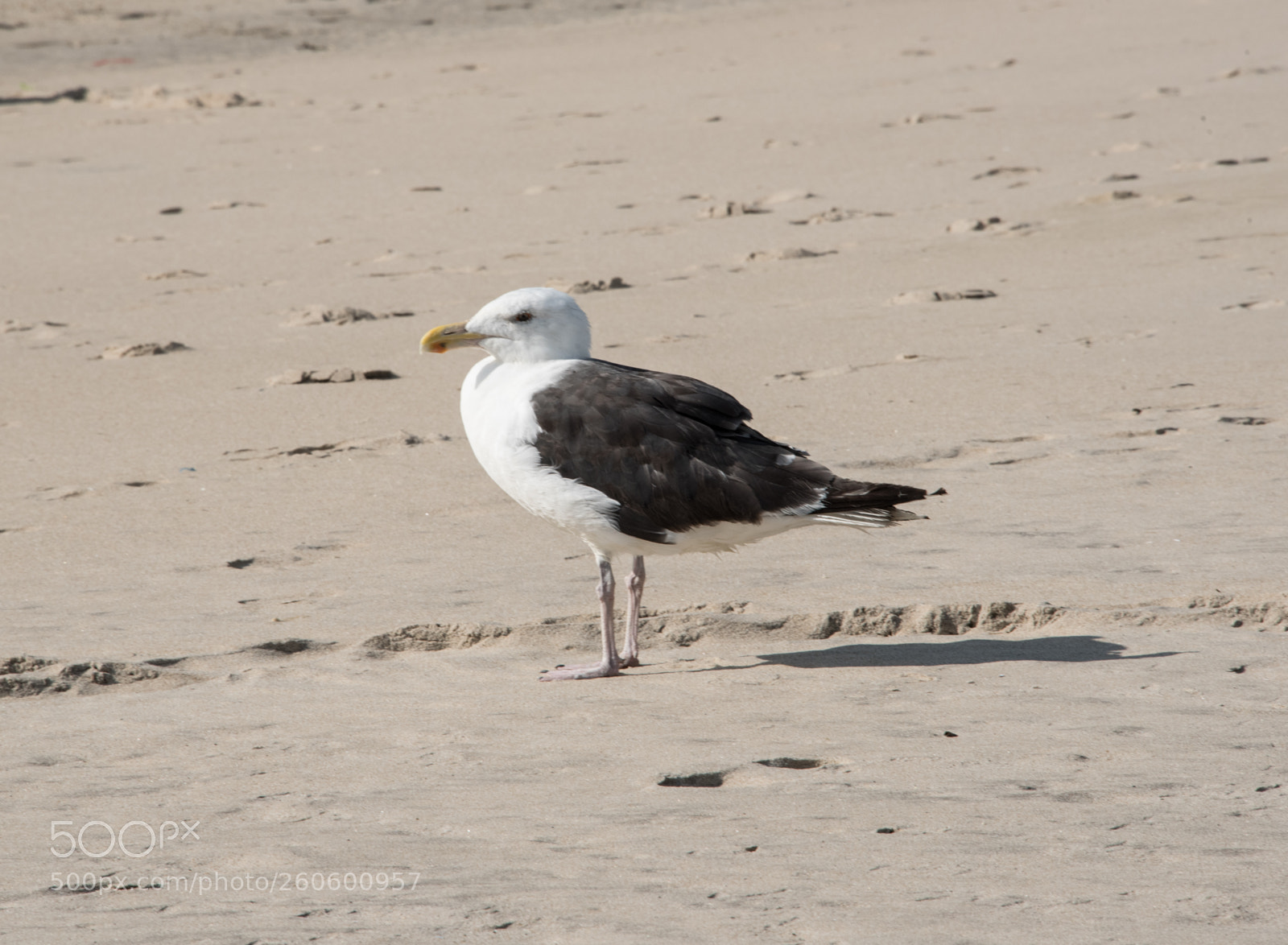 Nikon D750 sample photo. Hanging seagull photography