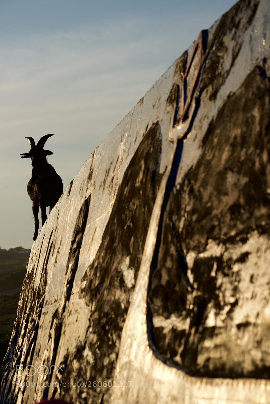 Nikon D750 sample photo. Whose goat photography