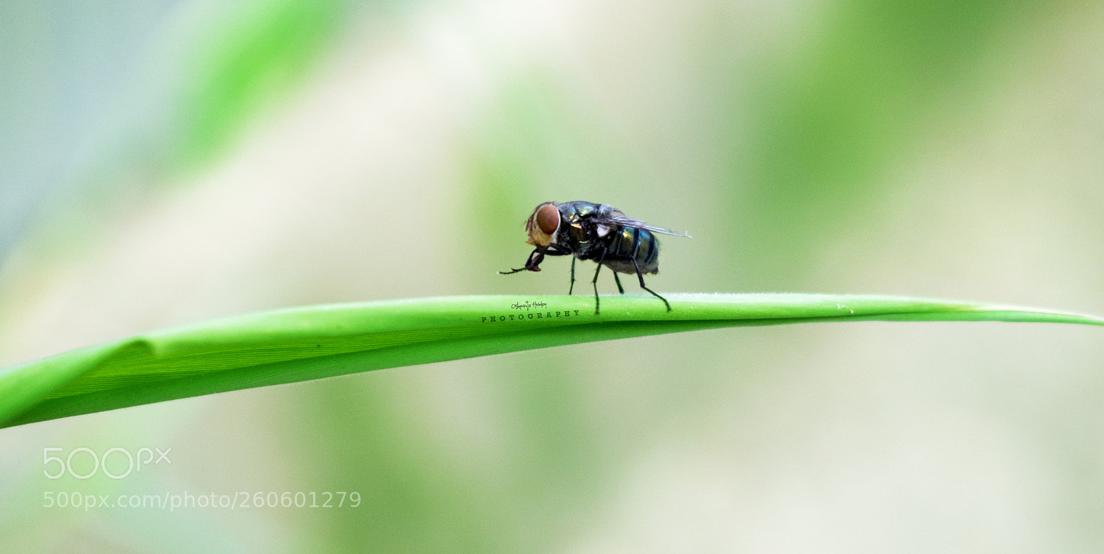 Nikon D5300 sample photo. ‘নিশ্চয়ই মাছির একটি ডানায় রয়েছে রোগ, আর অপরটিতে রয় photography