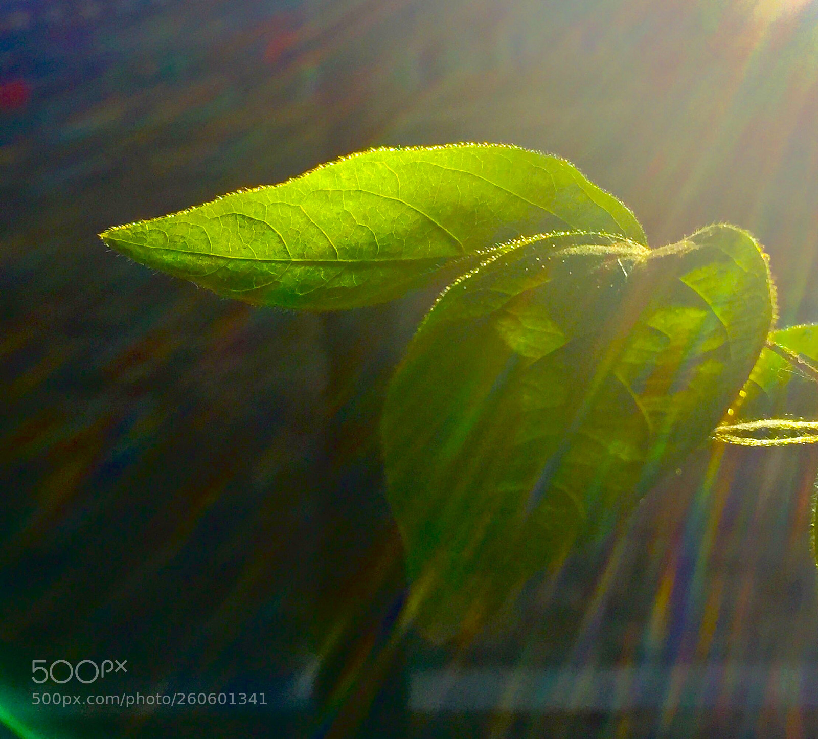 Apple iPhone 6 sample photo. Photosynthesis photography