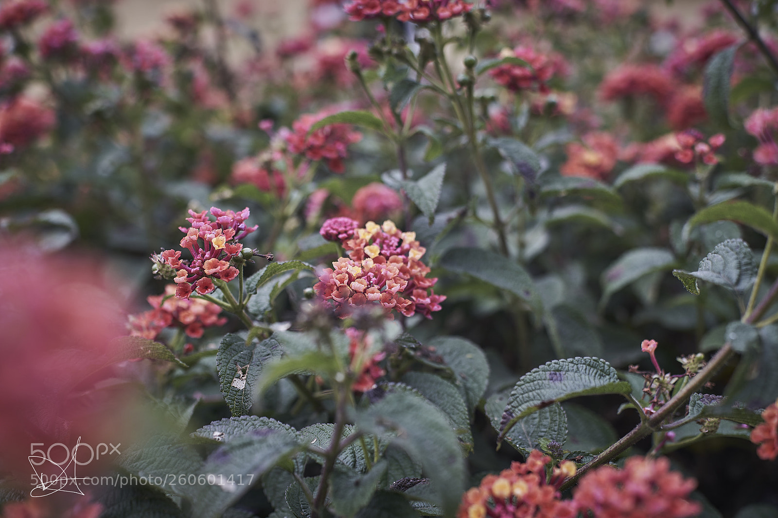 Sony a7R III sample photo. Forest of flowers photography