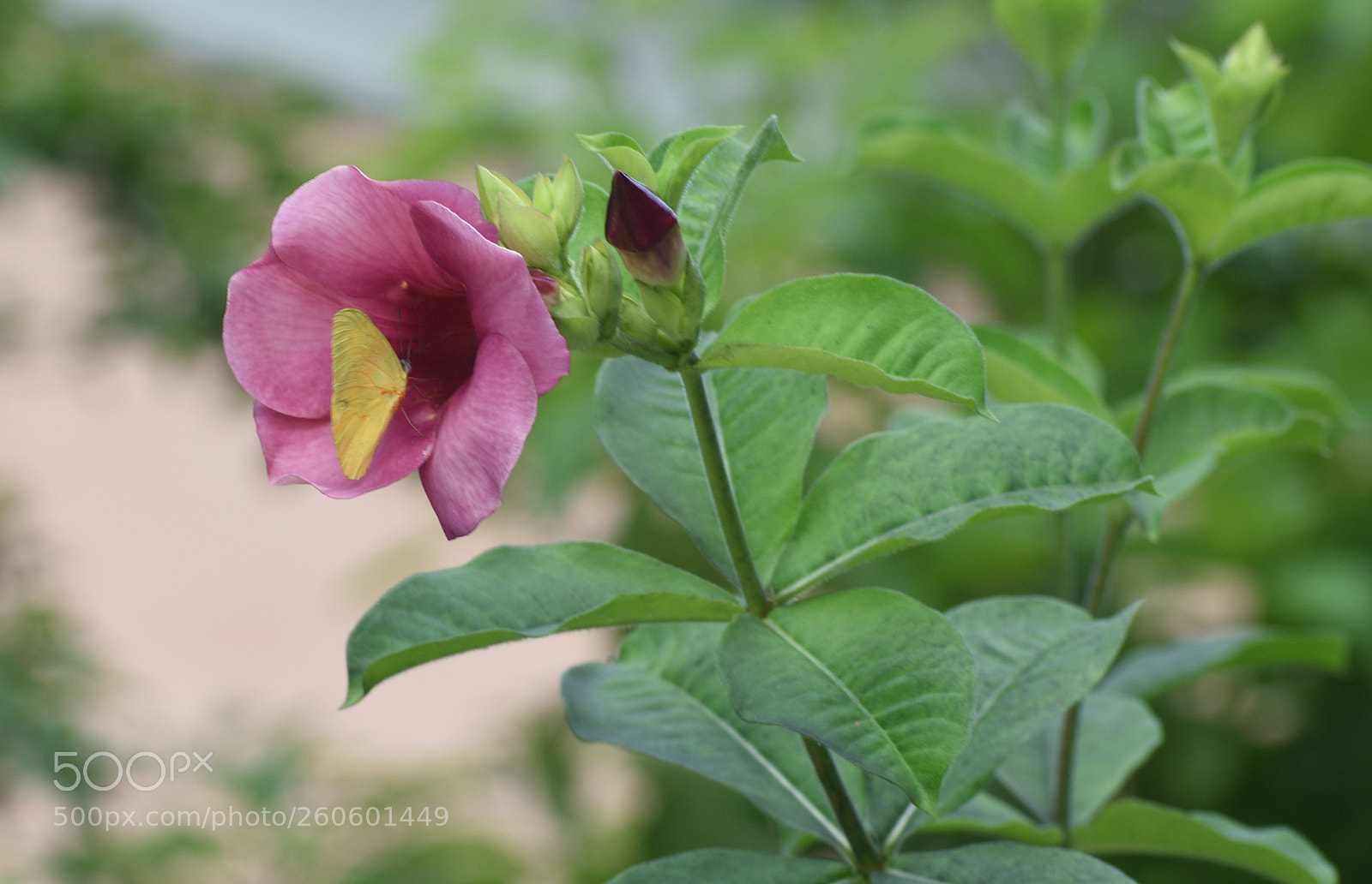 Nikon D3400 sample photo. Feedo photography