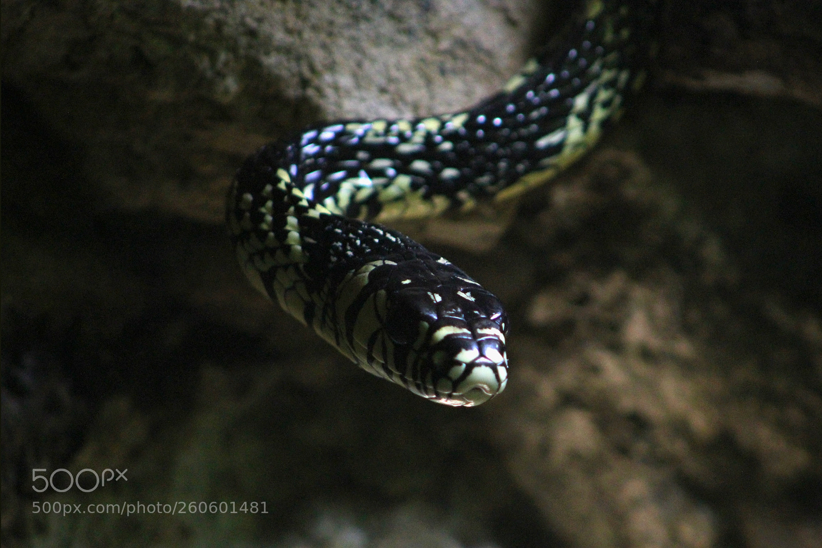 Canon EOS 1200D (EOS Rebel T5 / EOS Kiss X70 / EOS Hi) sample photo. Serpiente photography