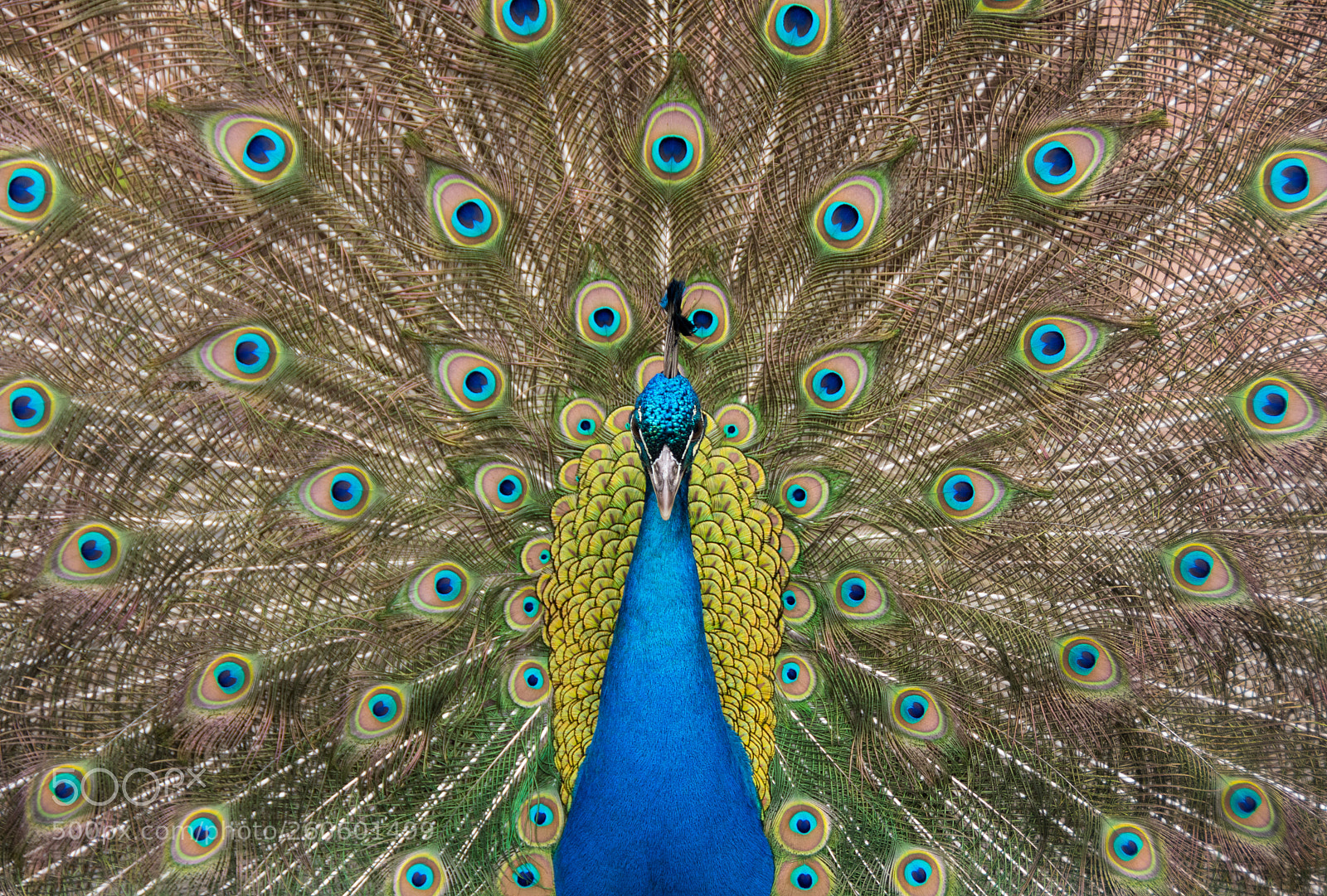 Nikon D500 sample photo. Portrait of a peacock photography