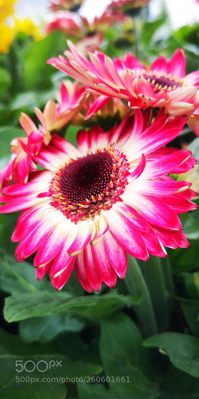 HUAWEI P20 sample photo. 花 photography