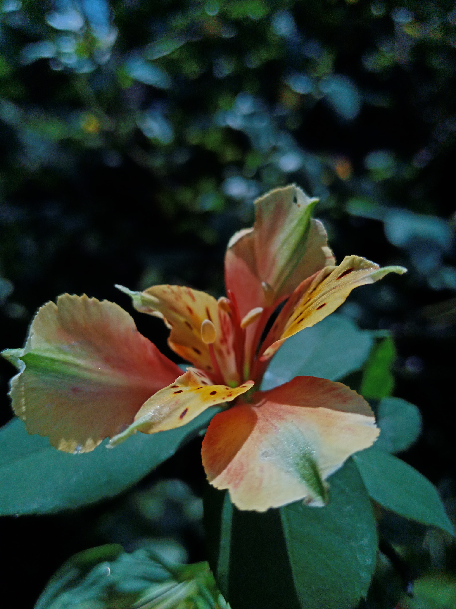 OPPO F5 sample photo. Flower photography