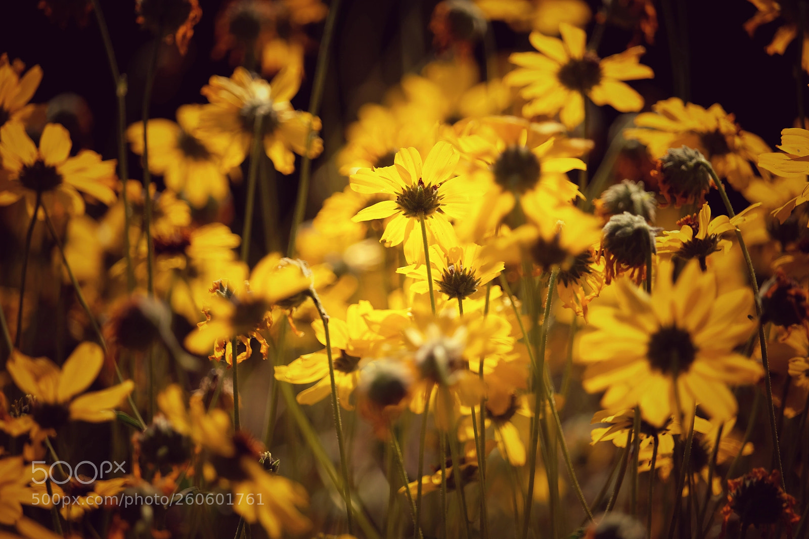 Fujifilm X-T20 sample photo. The back lighted field photography