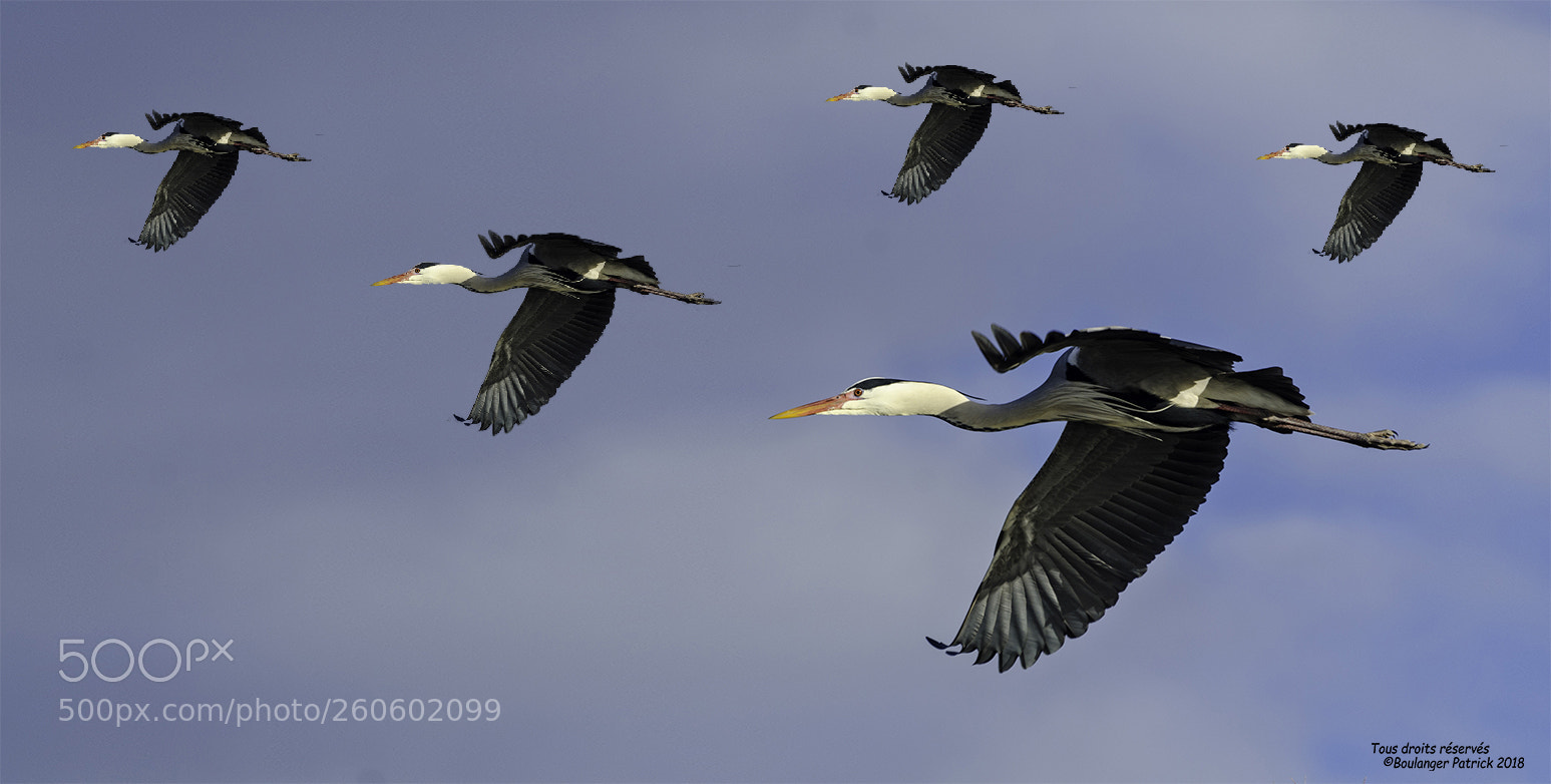 Nikon D7000 sample photo. Herons photography