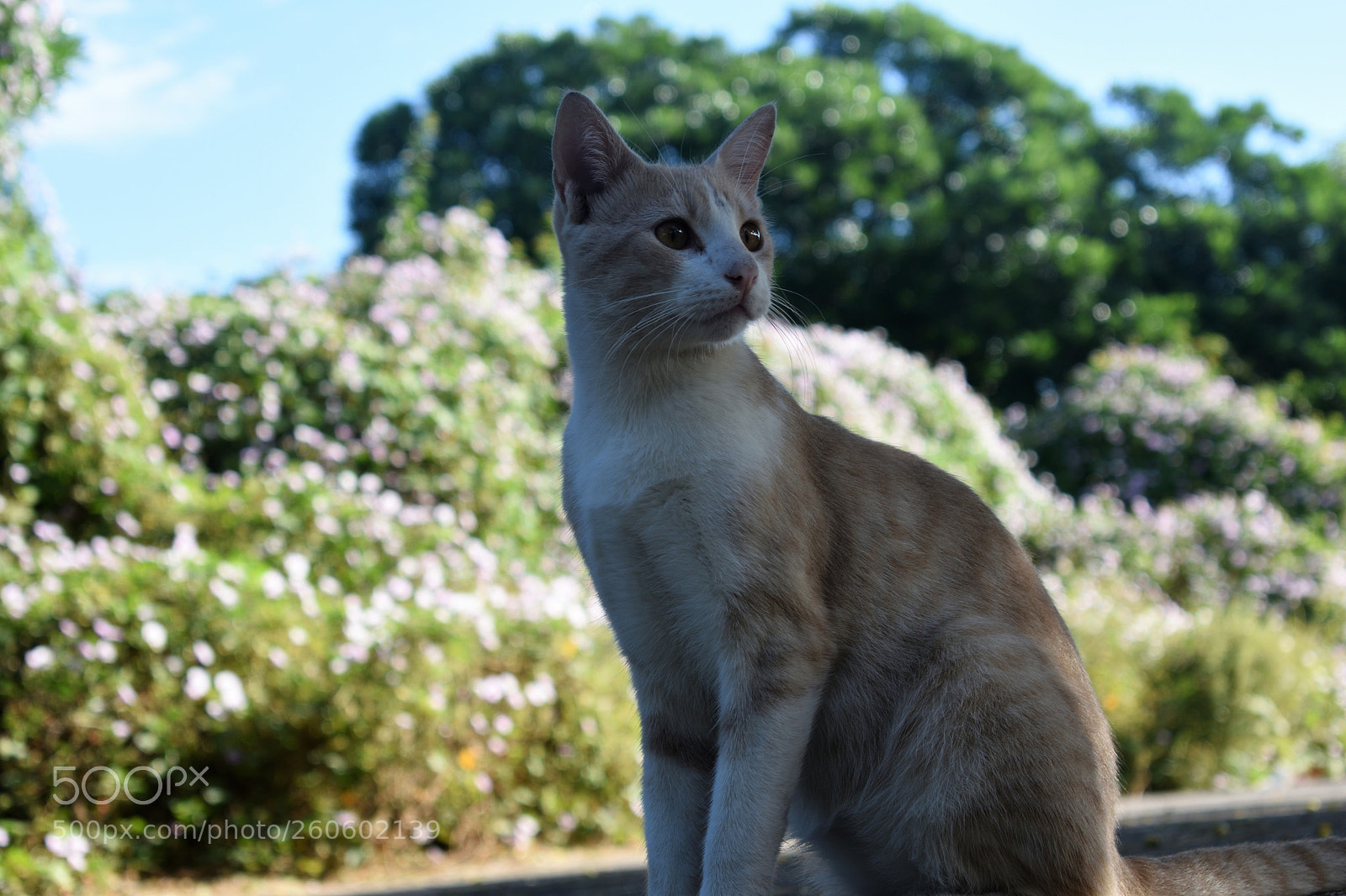Nikon D3400 sample photo. Atento photography