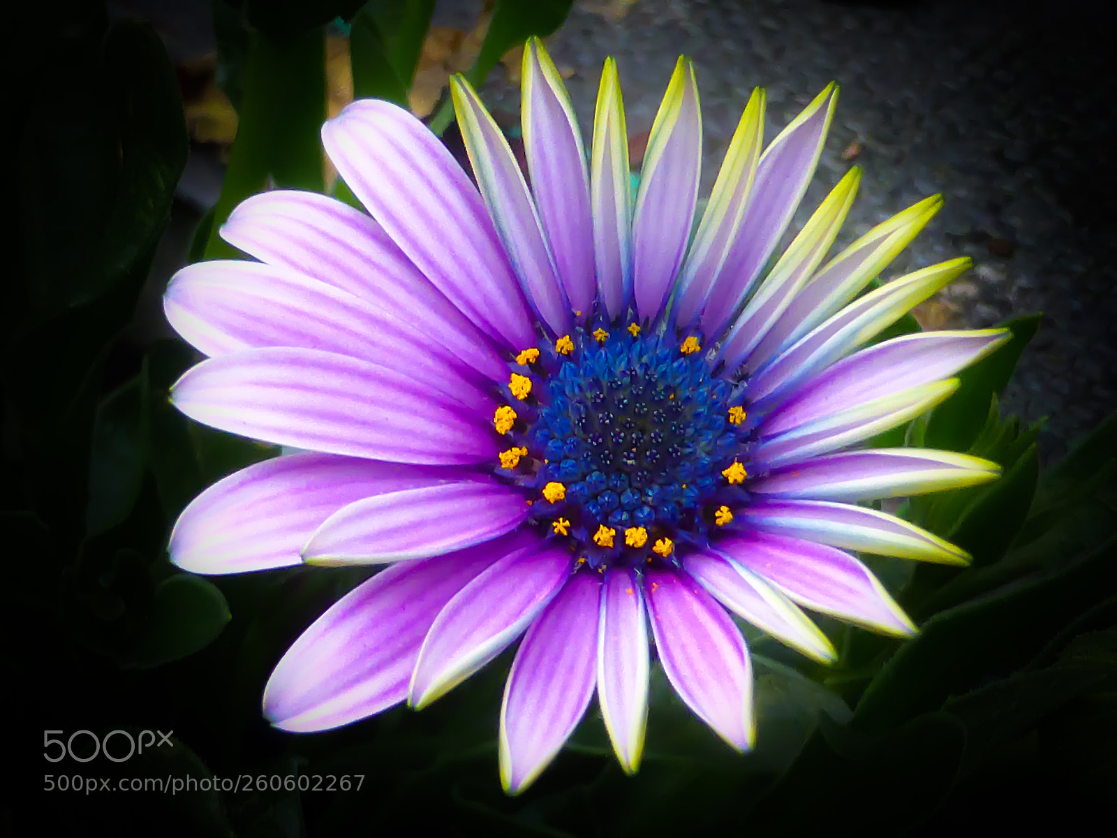 Panasonic Lumix DMC-ZS30 (Lumix DMC-TZ40) sample photo. Nature art photography
