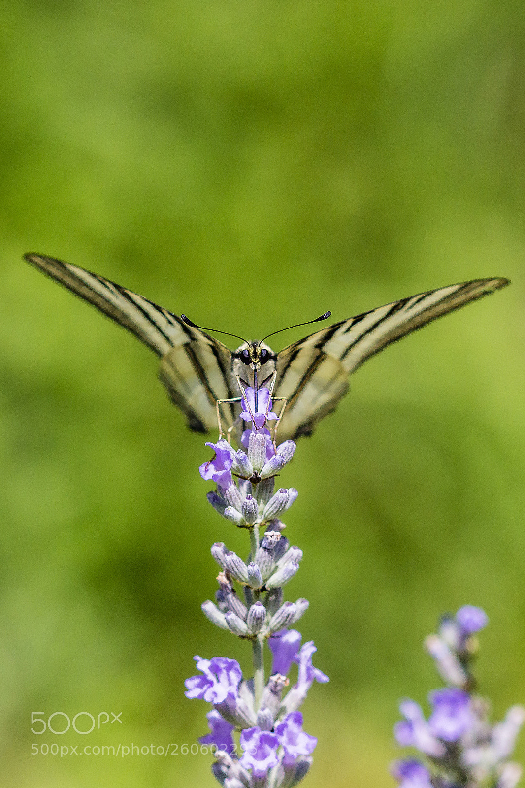 Canon EOS 600D (Rebel EOS T3i / EOS Kiss X5) sample photo. Face to face photography