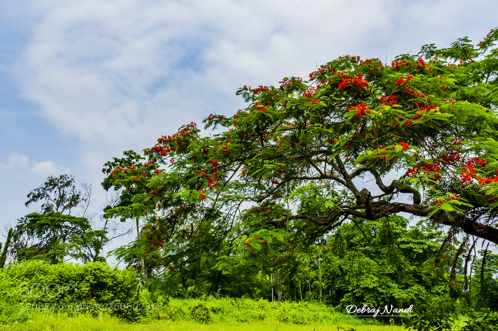 Nikon D7200 sample photo. Flower of fire photography