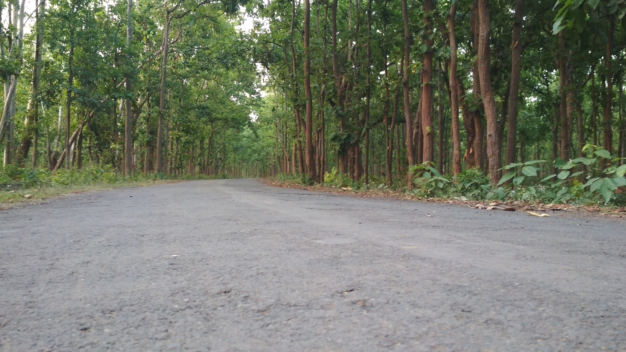 Xiaomi Redmi 4 Pro sample photo. Run through the forest photography
