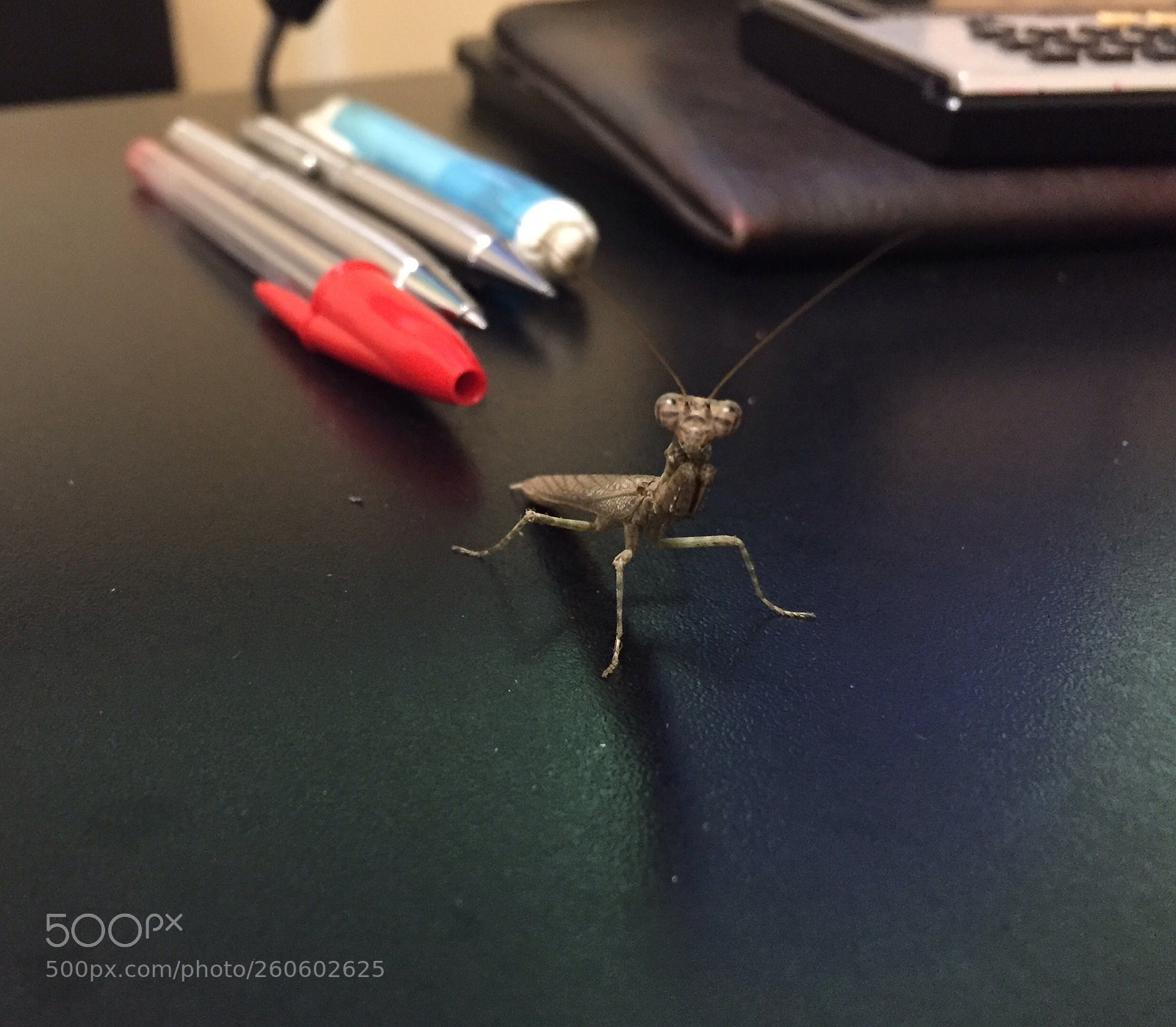 Apple iPhone 6 sample photo. Visitante photography