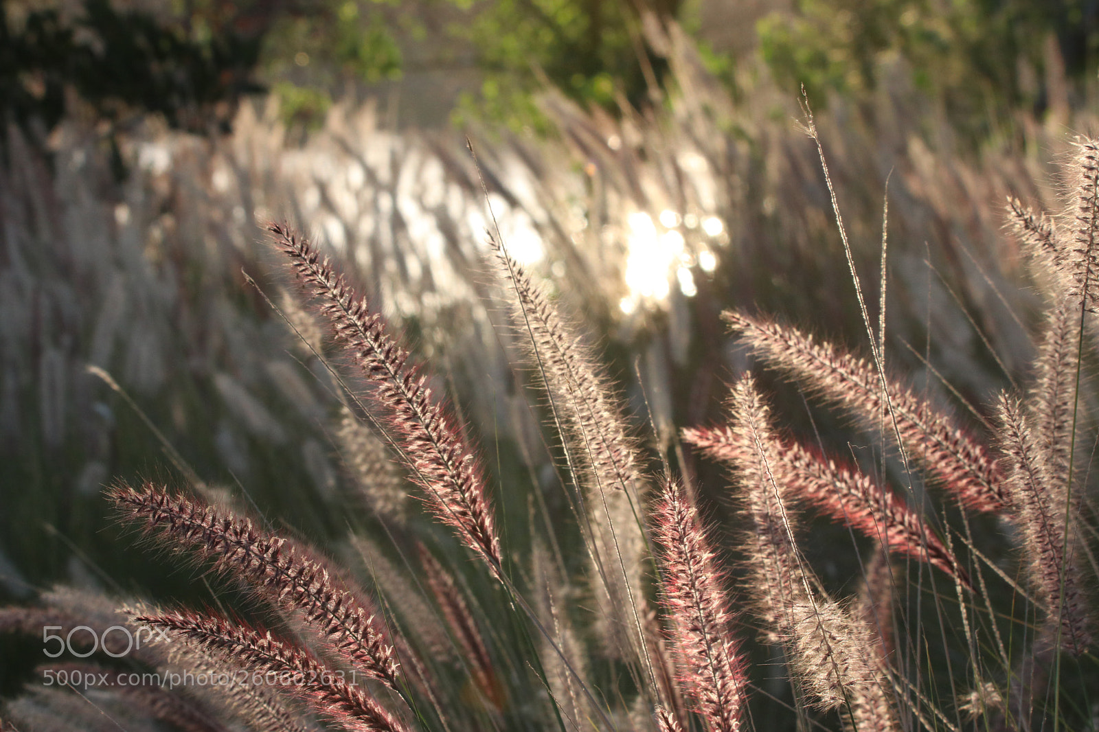 Canon EOS 80D sample photo. Untitled photography