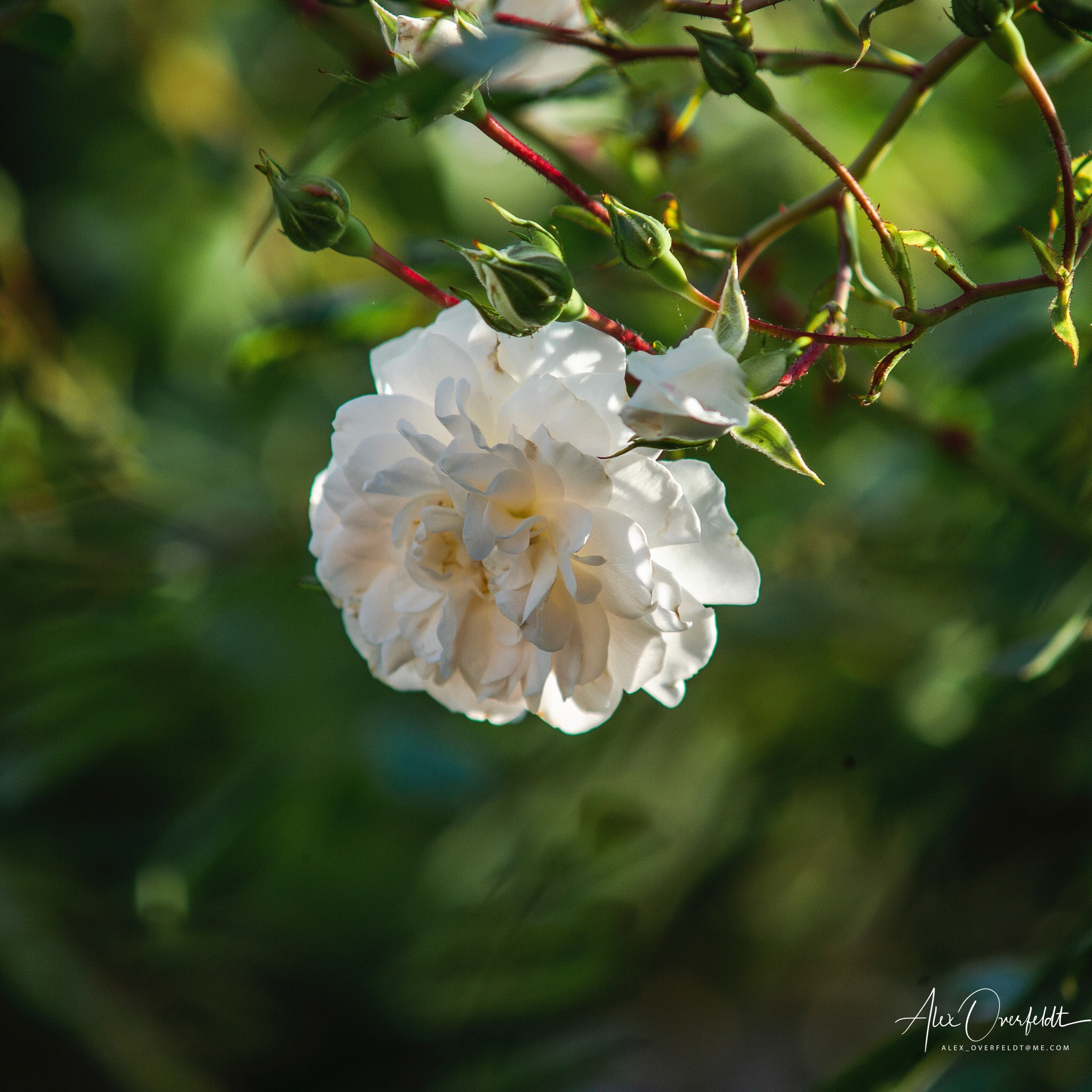 Leica M (Typ 240) sample photo. Sunset light on garden rose photography