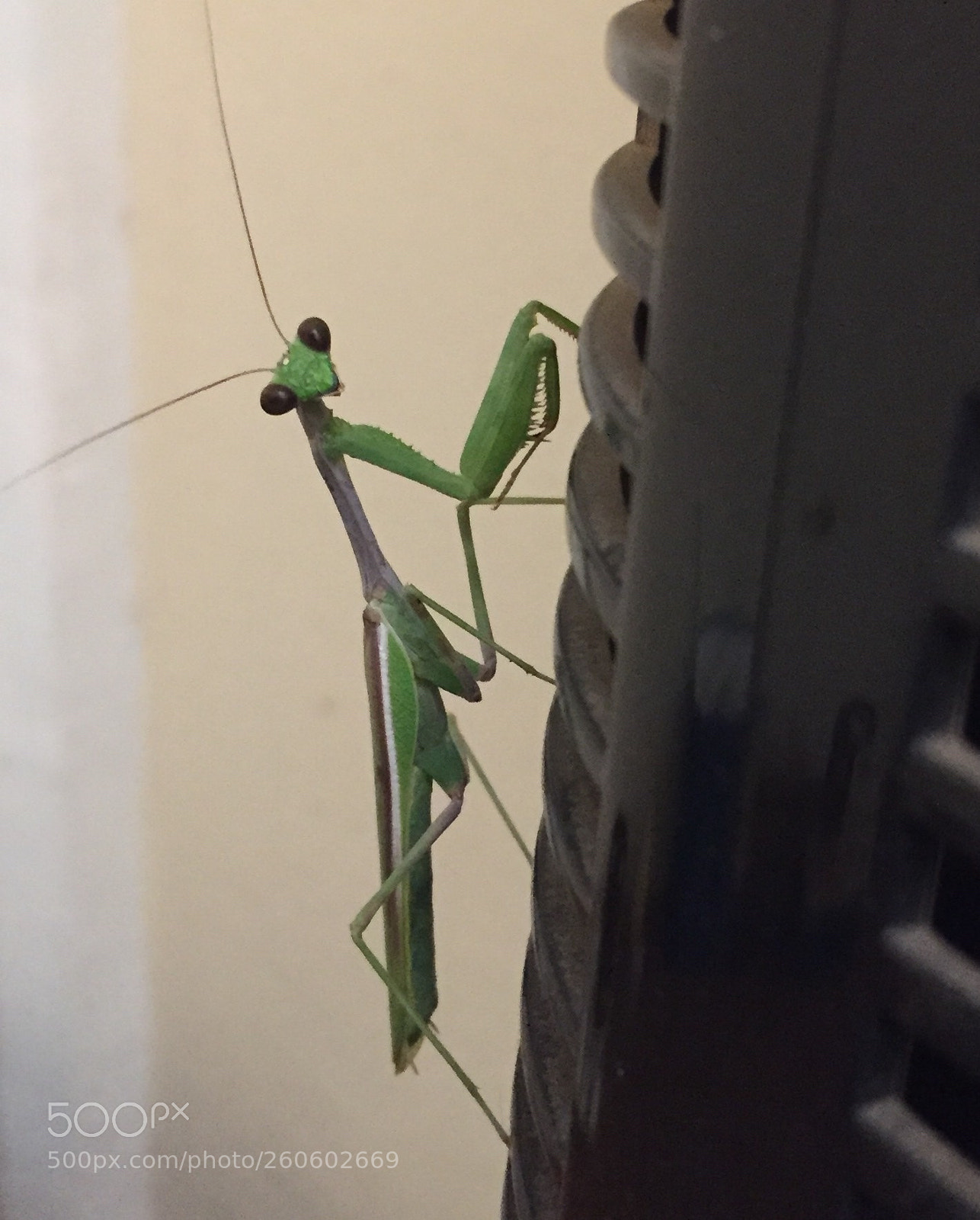 Apple iPhone 6 sample photo. Mantis photography