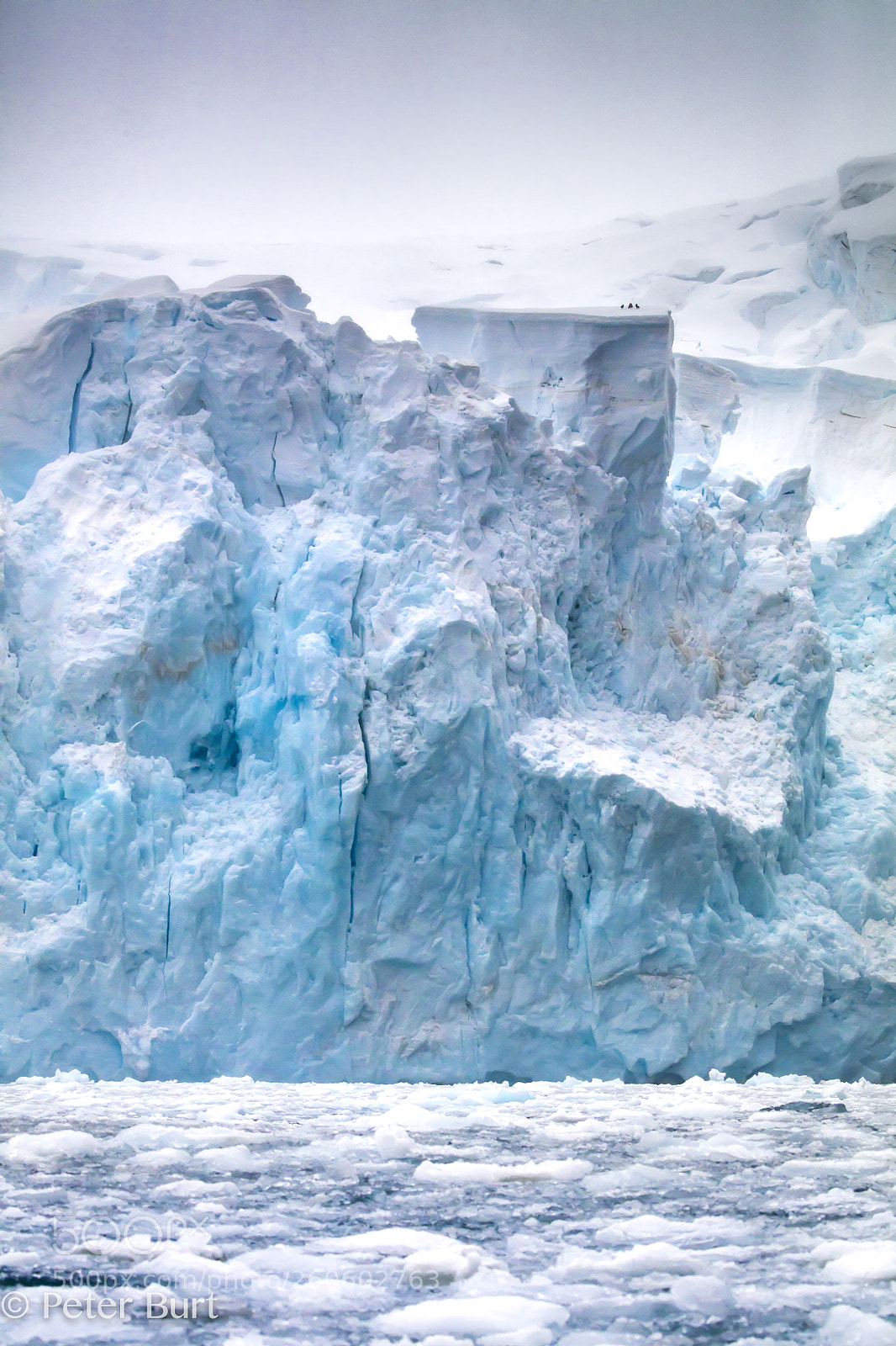 Canon EOS 5DS R sample photo. Birds on ice photography