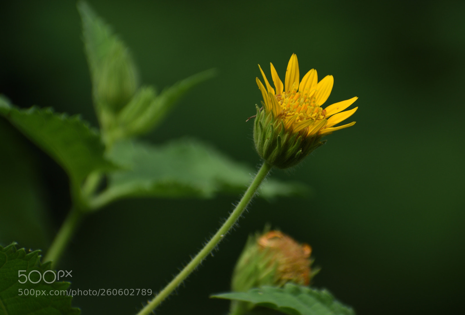Nikon D3400 sample photo. Flor silvestre photography