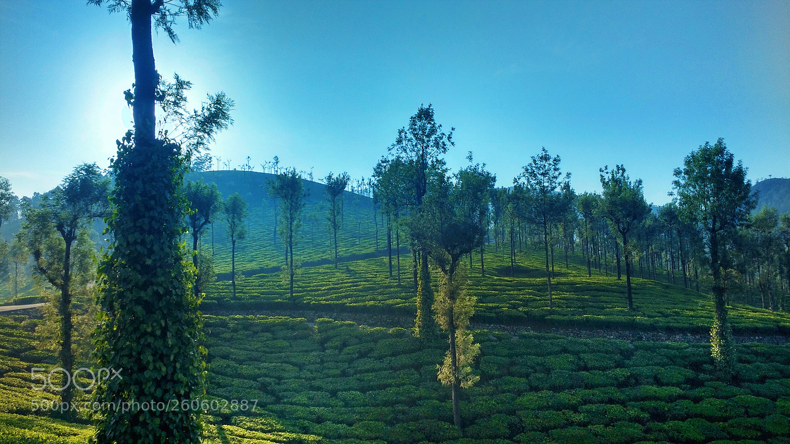 Motorola MotoG3 sample photo. Tea garden photography