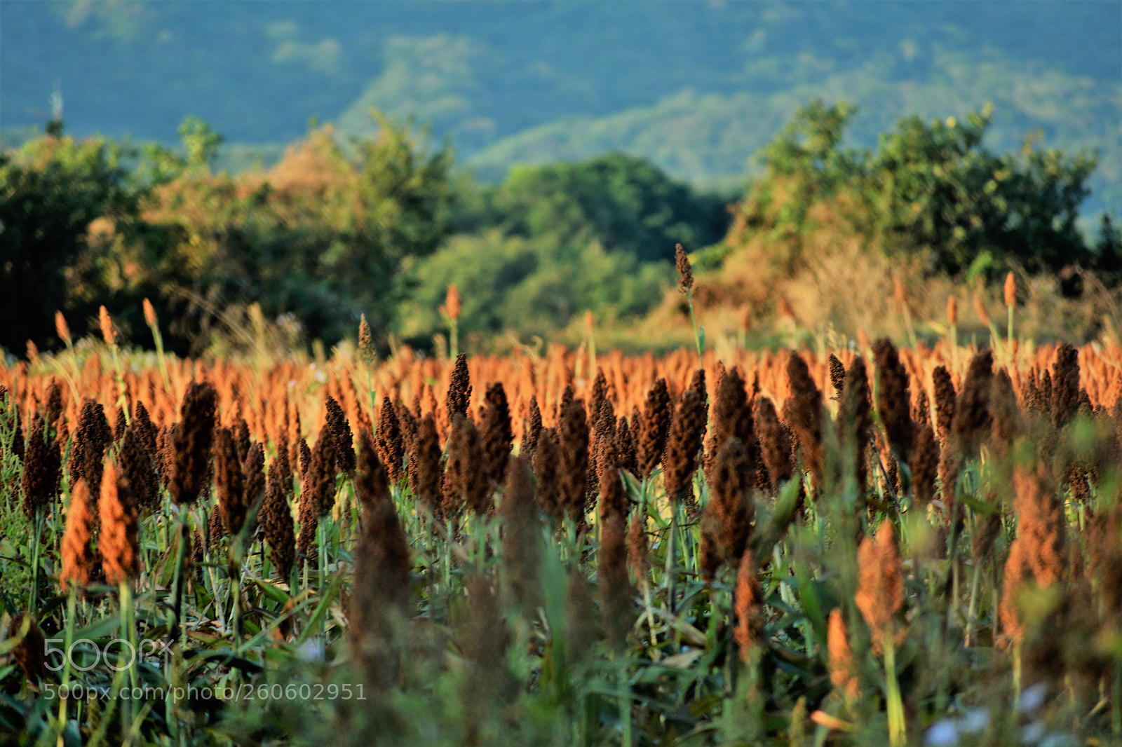 Nikon D3400 sample photo. Sorgo photography