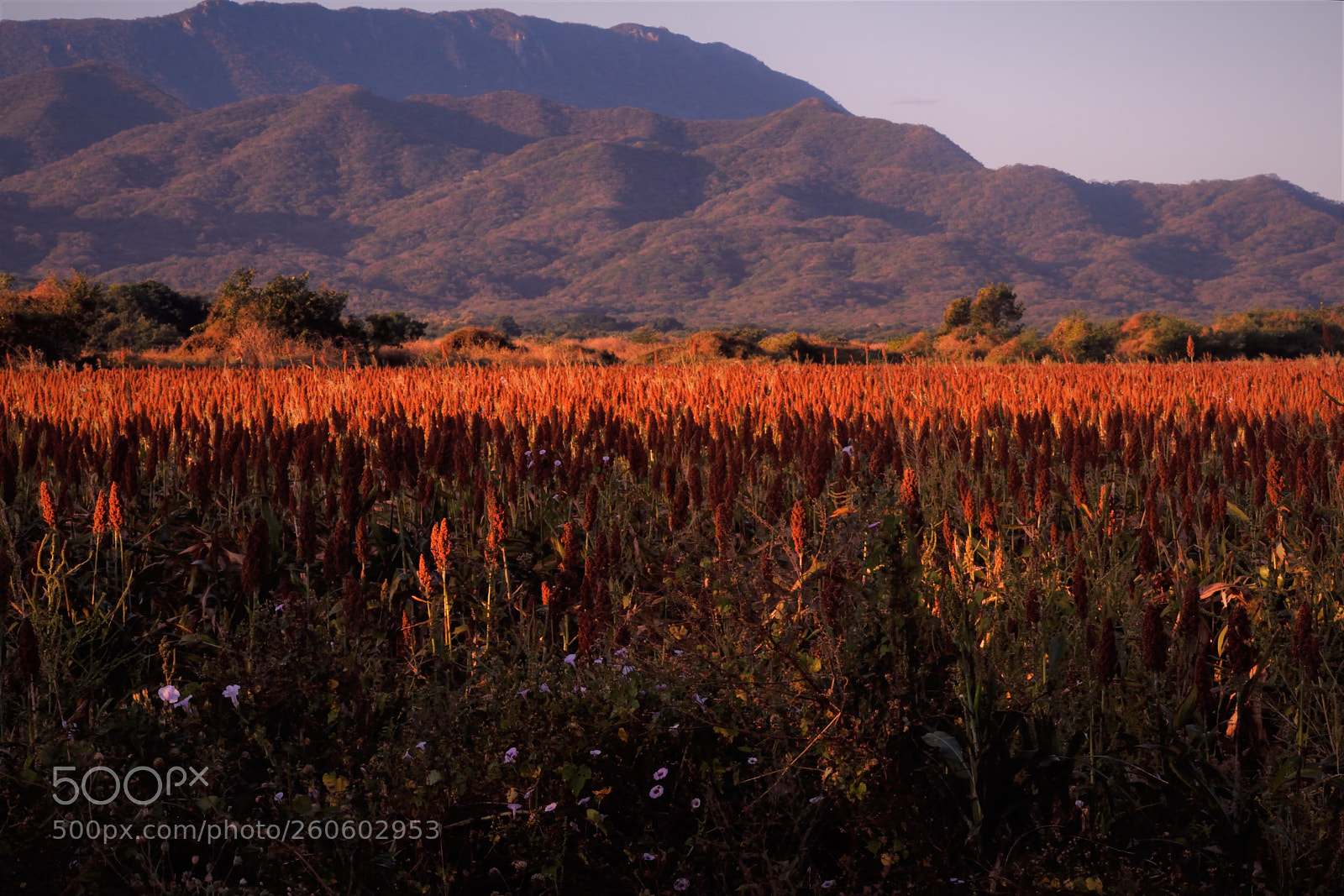 Nikon D3400 sample photo. Montaña y sorgo photography