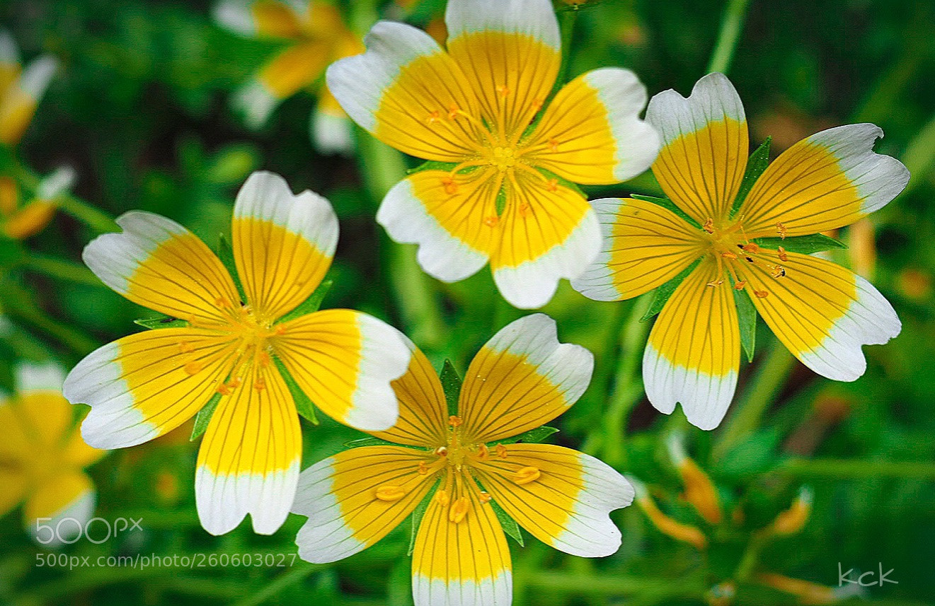 Olympus OM-D E-M10 II sample photo. Flower series 5.. photography