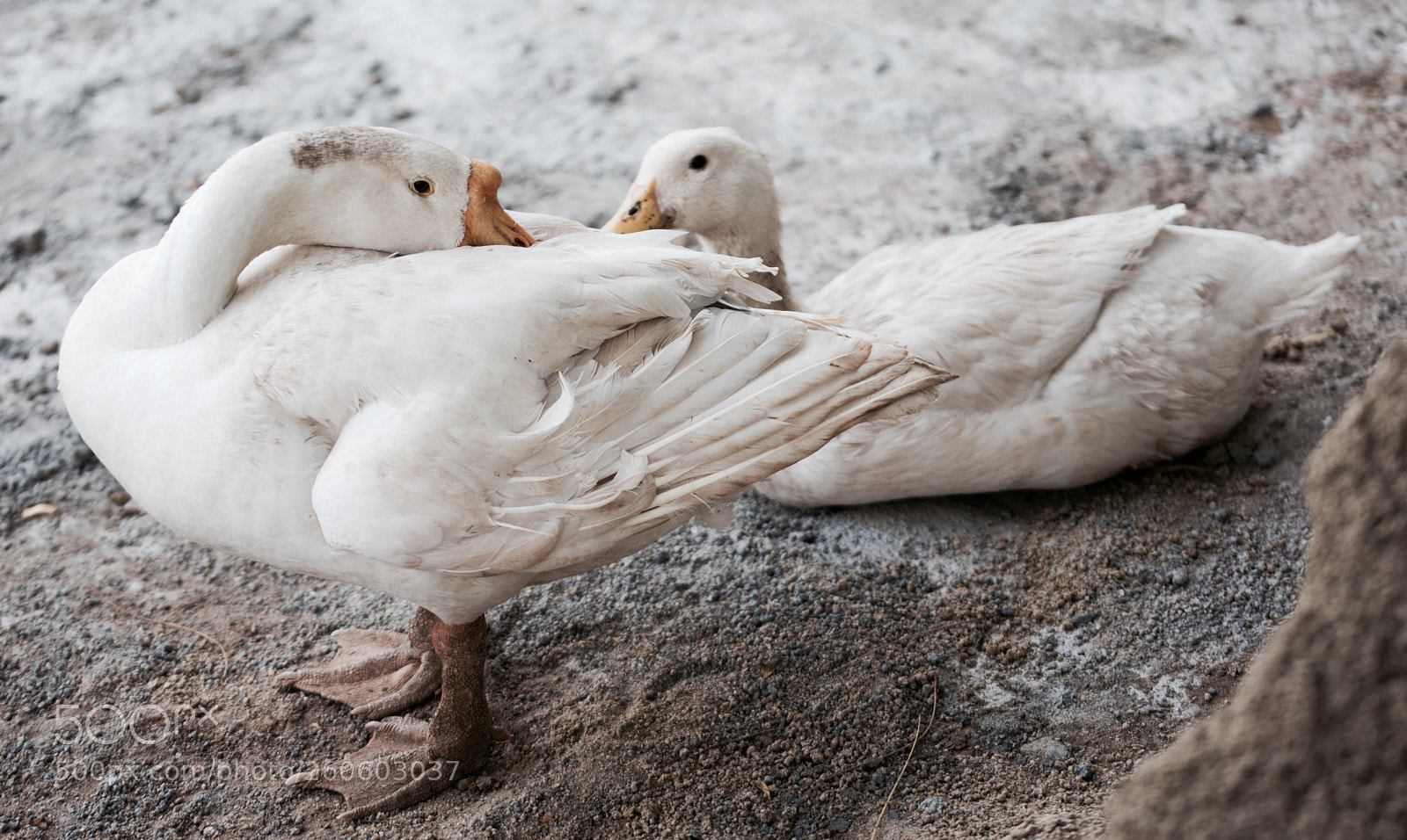 Nikon D7200 sample photo. Lovely swans  photography
