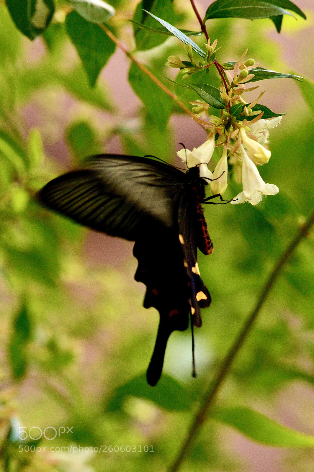 Nikon D3200 sample photo. Kuji butterfly 1 photography