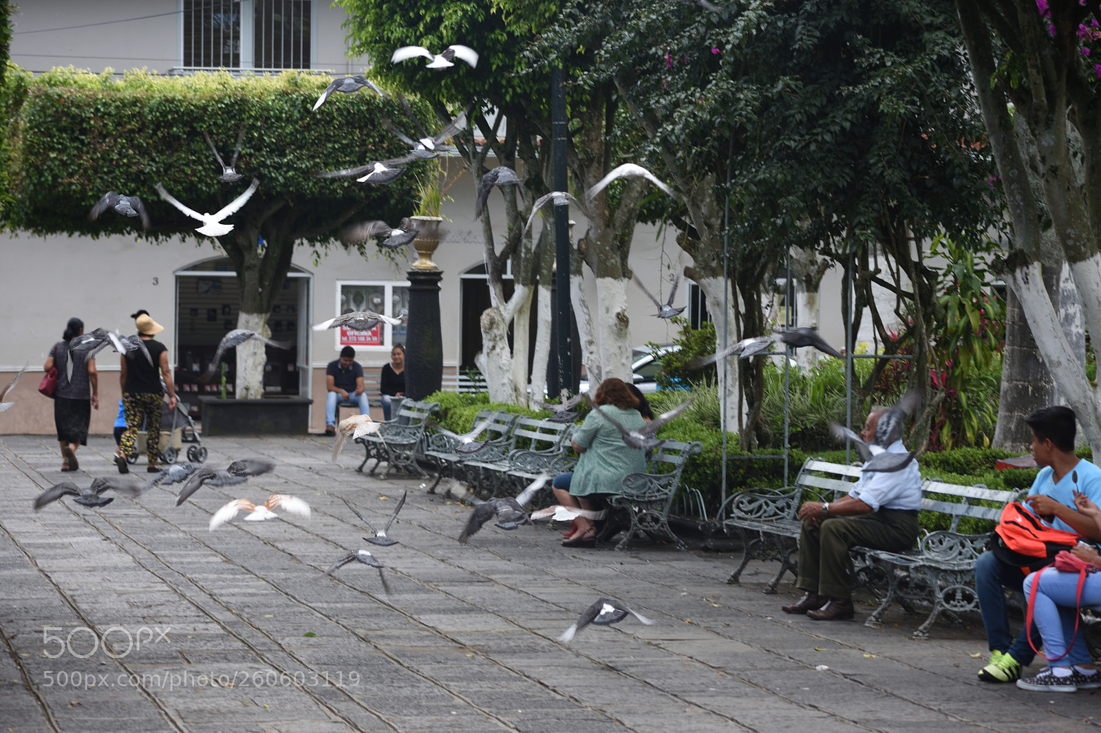 Nikon D3400 sample photo. Palomas volando photography