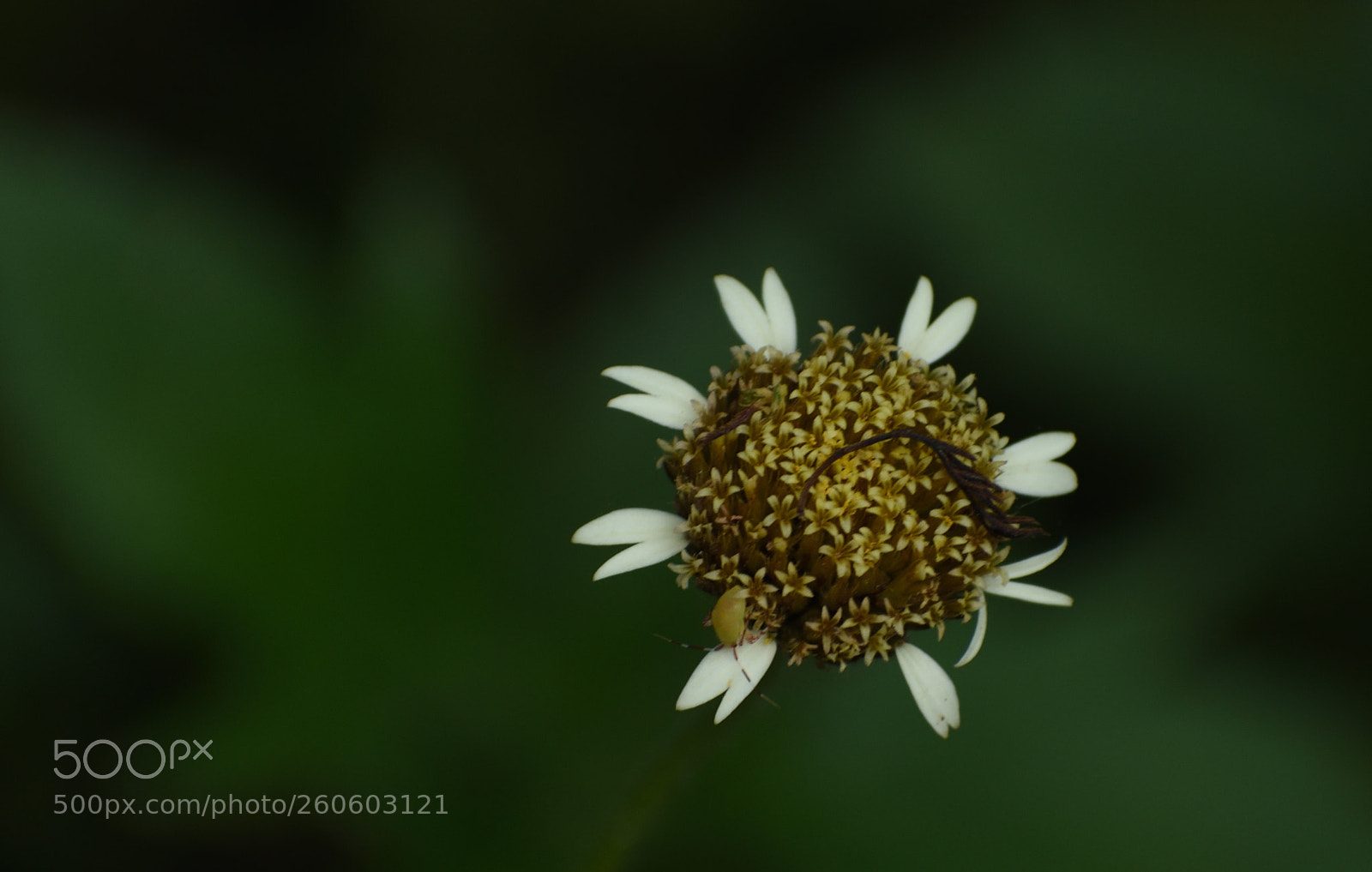 Nikon D3400 sample photo. Flor photography