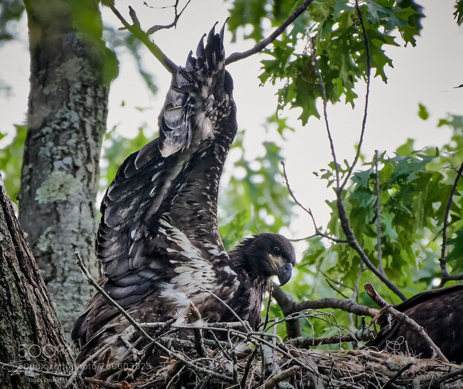 Nikon D500 sample photo. My wings start to photography