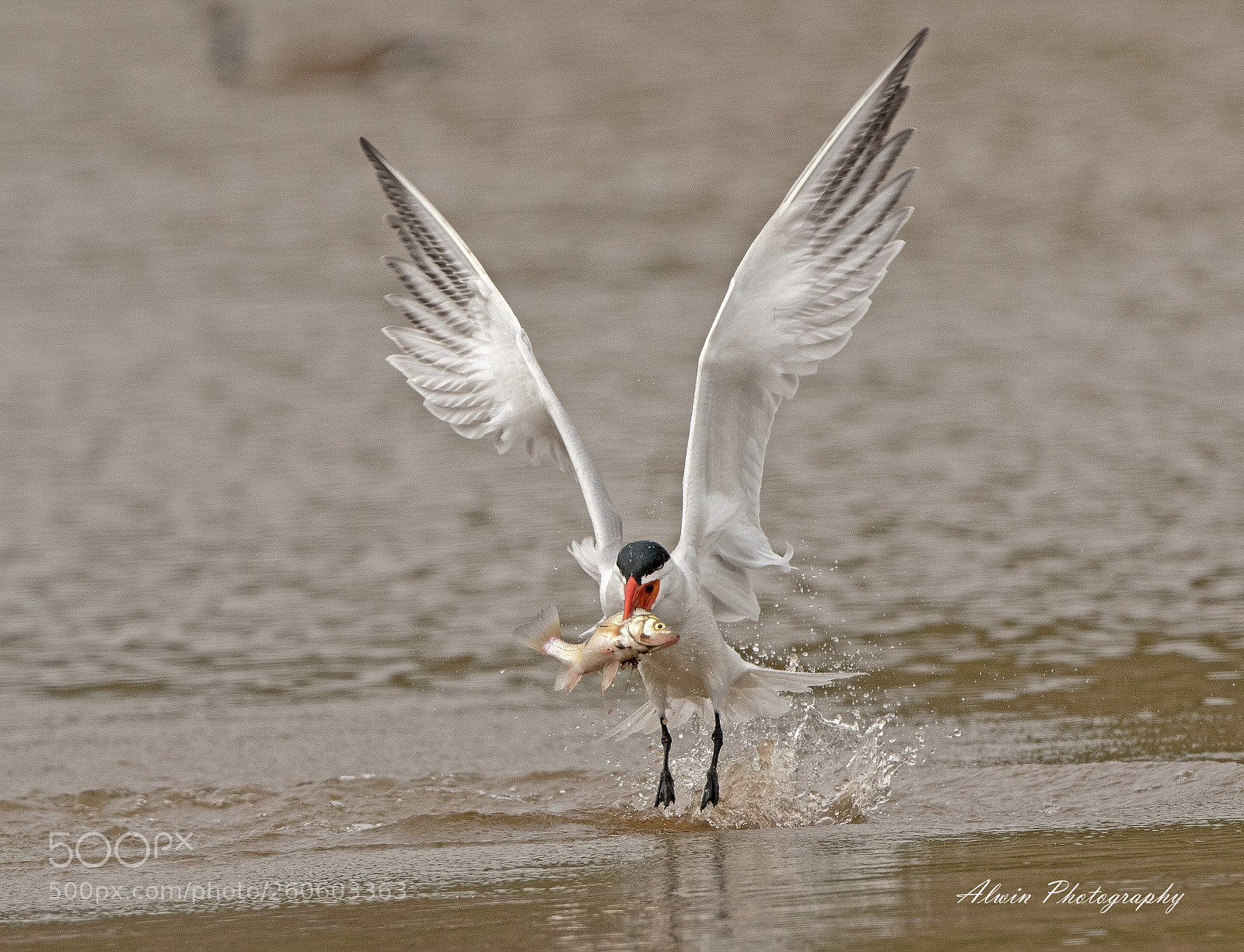 Canon EOS 7D Mark II sample photo. Common tern photography