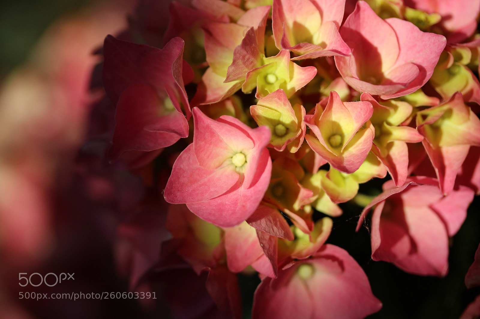 Canon EOS 700D (EOS Rebel T5i / EOS Kiss X7i) sample photo. Hydrangeas  photography