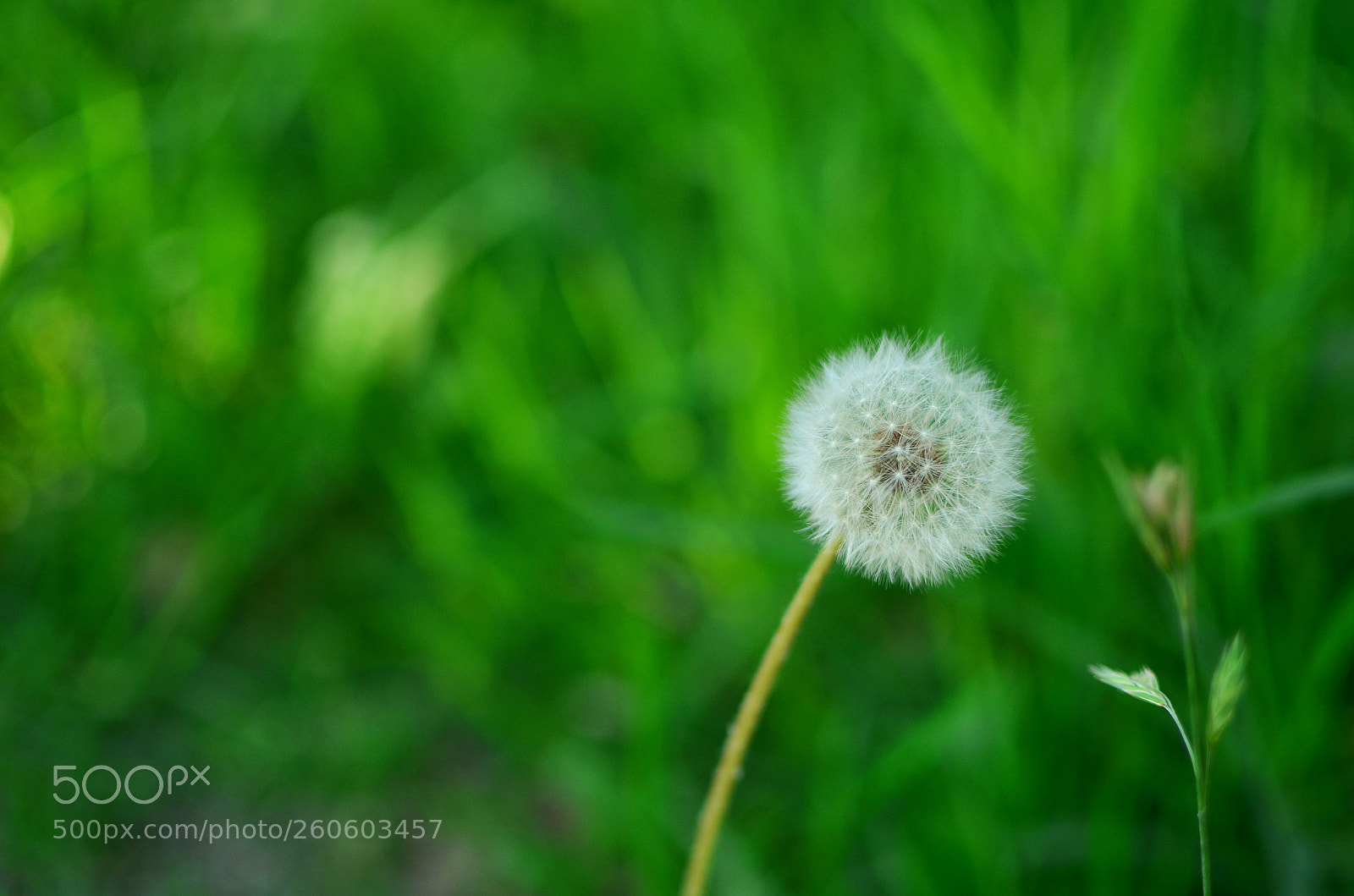 Nikon D5100 sample photo. Untitled photography